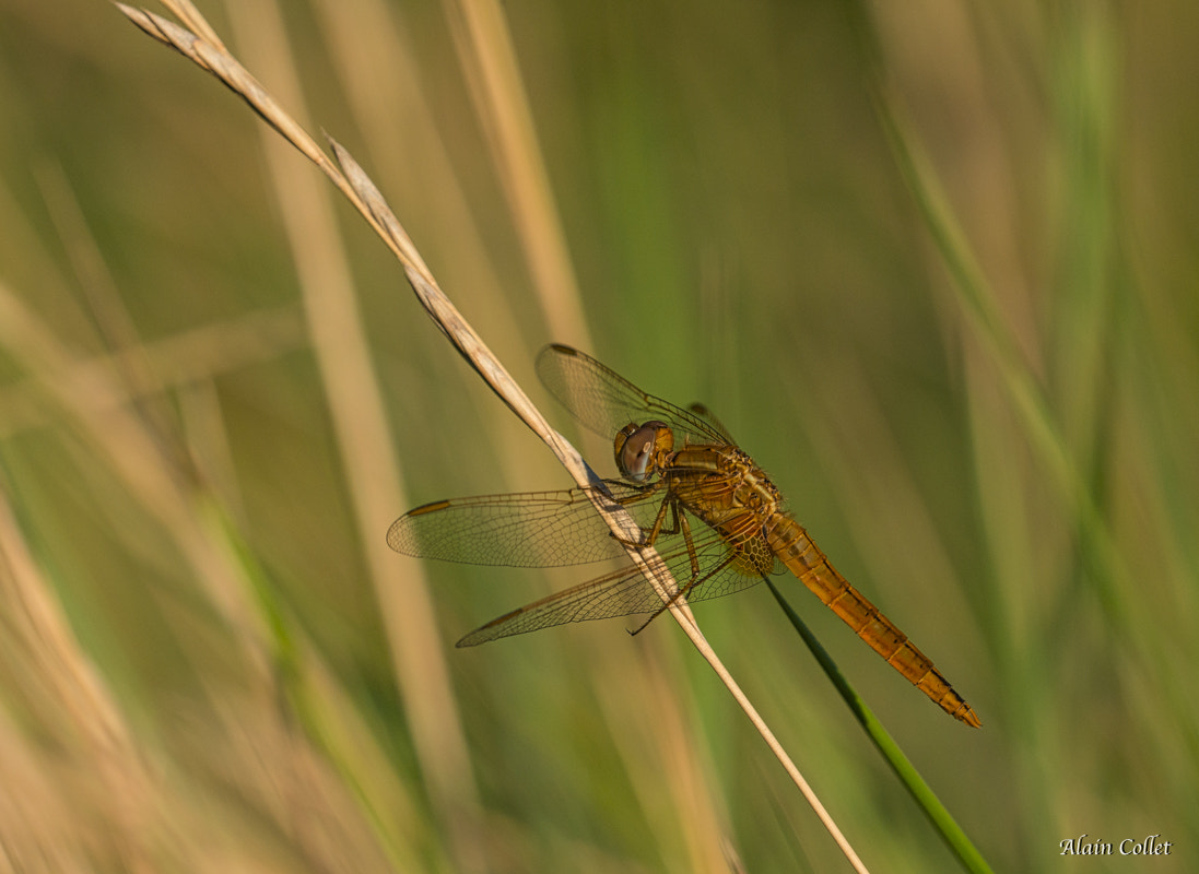 Nikon D800 + Sigma 150mm F2.8 EX DG OS Macro HSM sample photo. Libellule photography