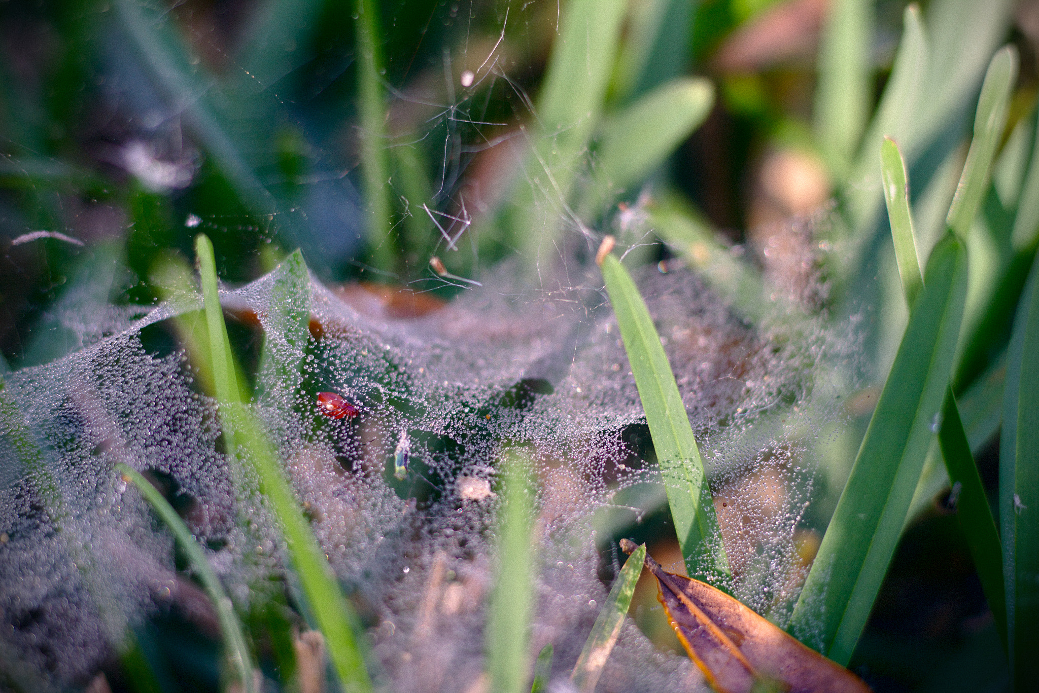 Canon EOS 100D (EOS Rebel SL1 / EOS Kiss X7) sample photo. Spider dew photography