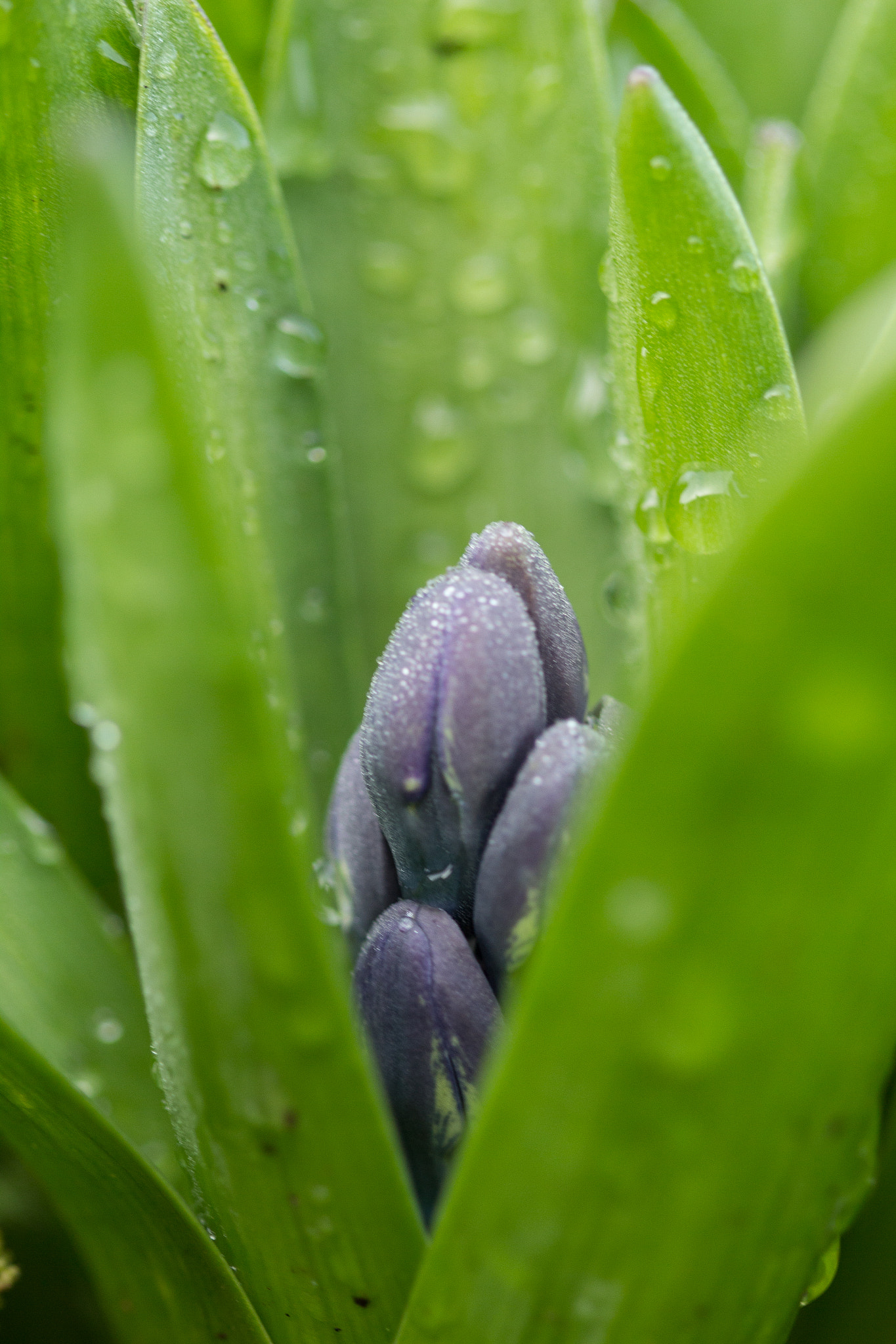 Canon EF 100mm F2.8 Macro USM sample photo. Fleur photography
