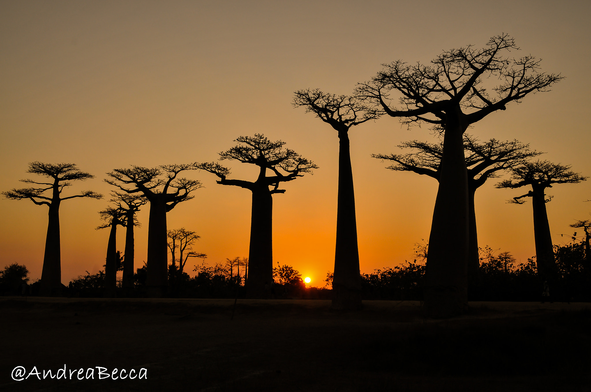 Nikon D300S sample photo. Baobab sunset photography