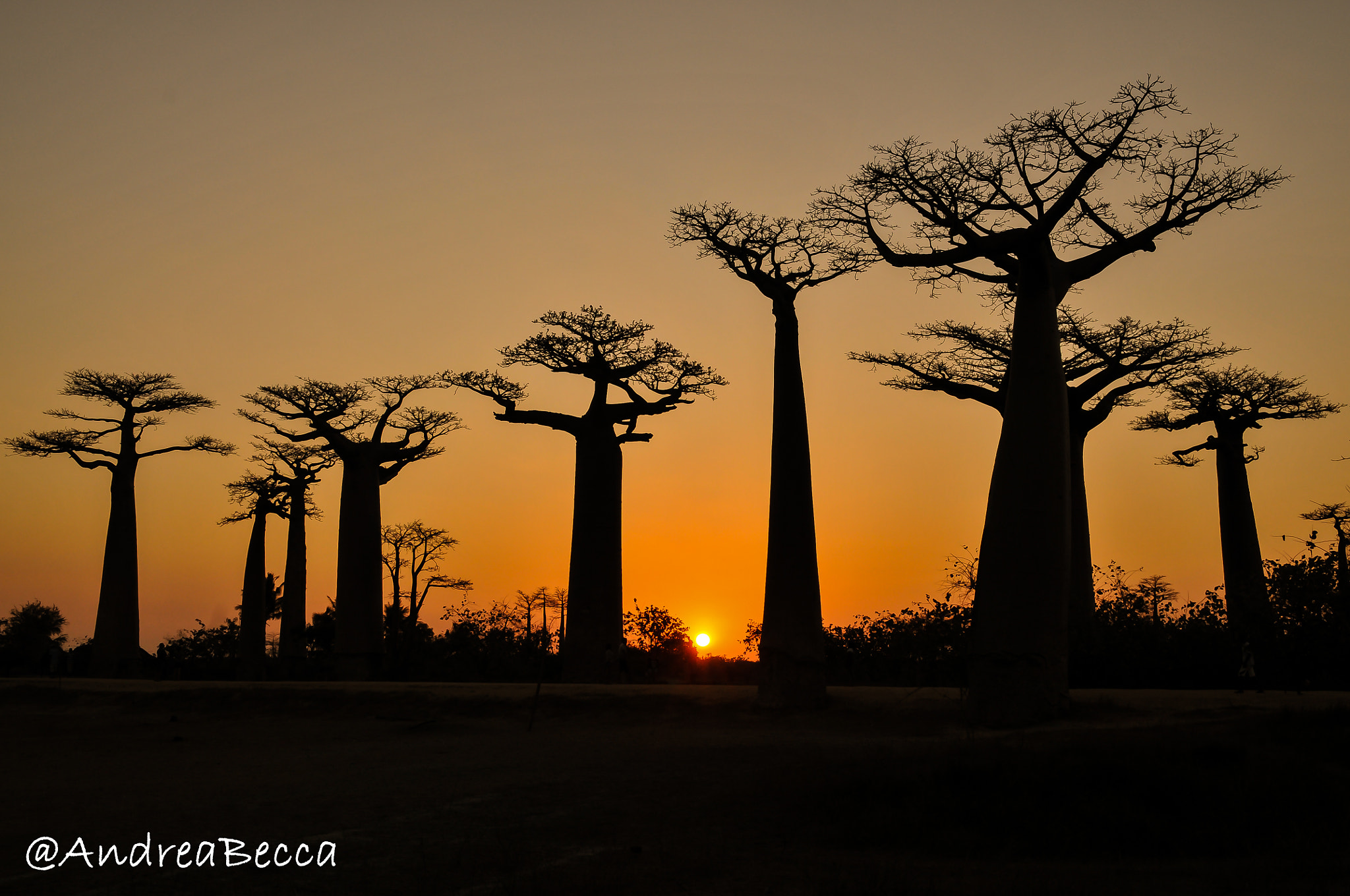 Sigma 17-50mm F2.8 EX DC OS HSM sample photo. Baobab sunset photography