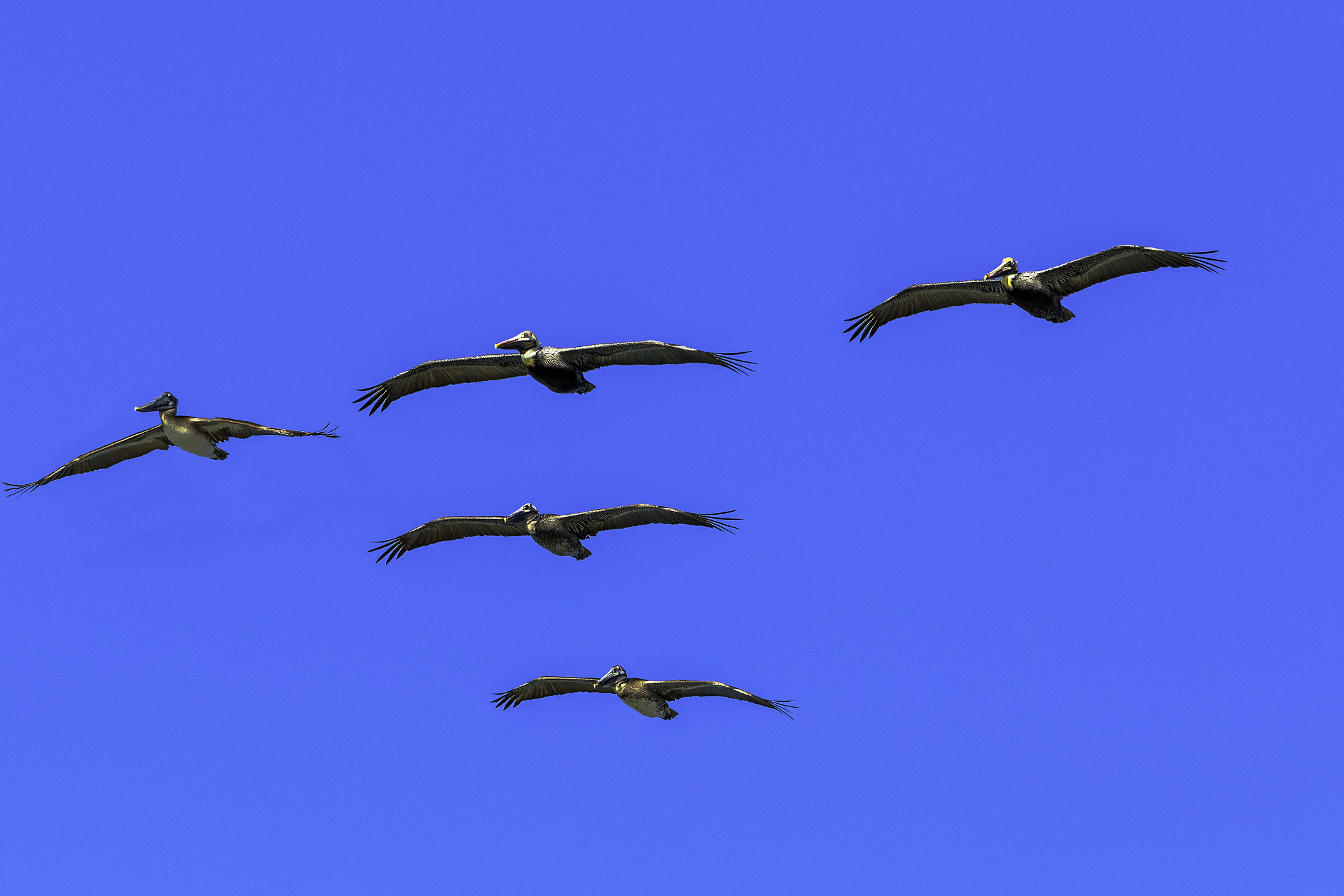 Canon EF 70-300mm F4-5.6 IS USM sample photo. Pelicanos (pelecanus occidentalis photography