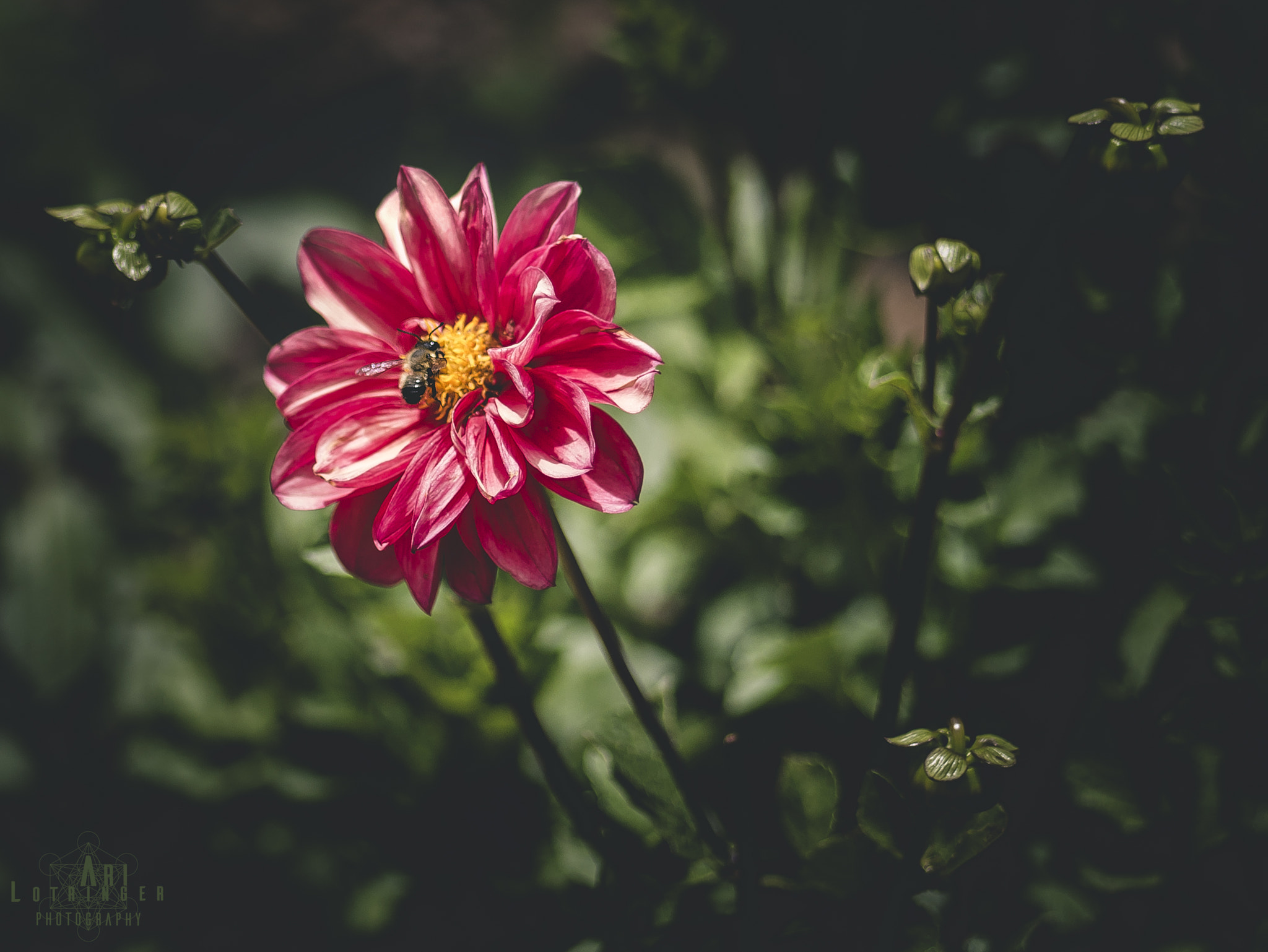 Panasonic Lumix G 42.5mm F1.7 ASPH Power OIS sample photo. Life at it's smallest photography