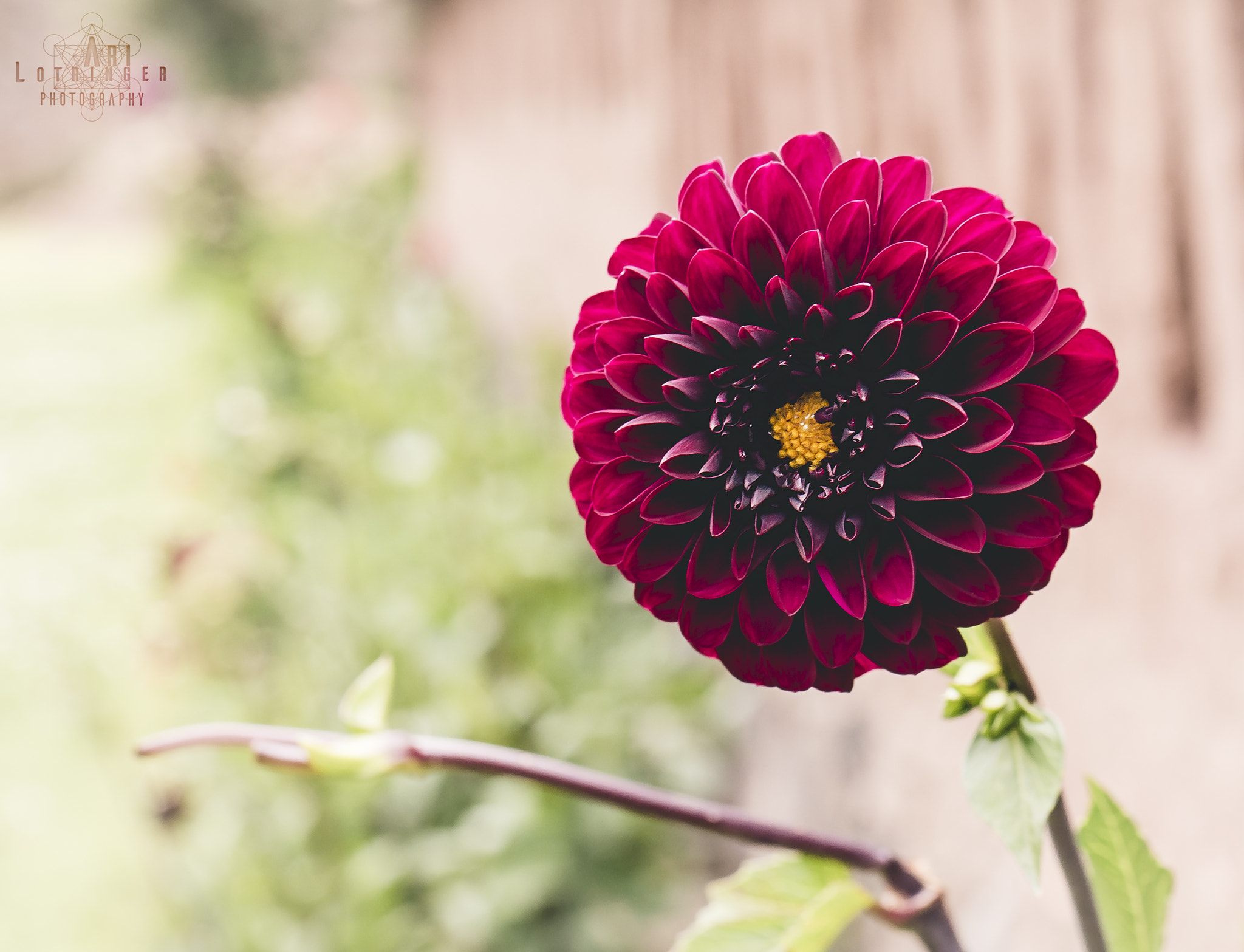 Panasonic Lumix G 42.5mm F1.7 ASPH Power OIS sample photo. Colorful fractal... photography