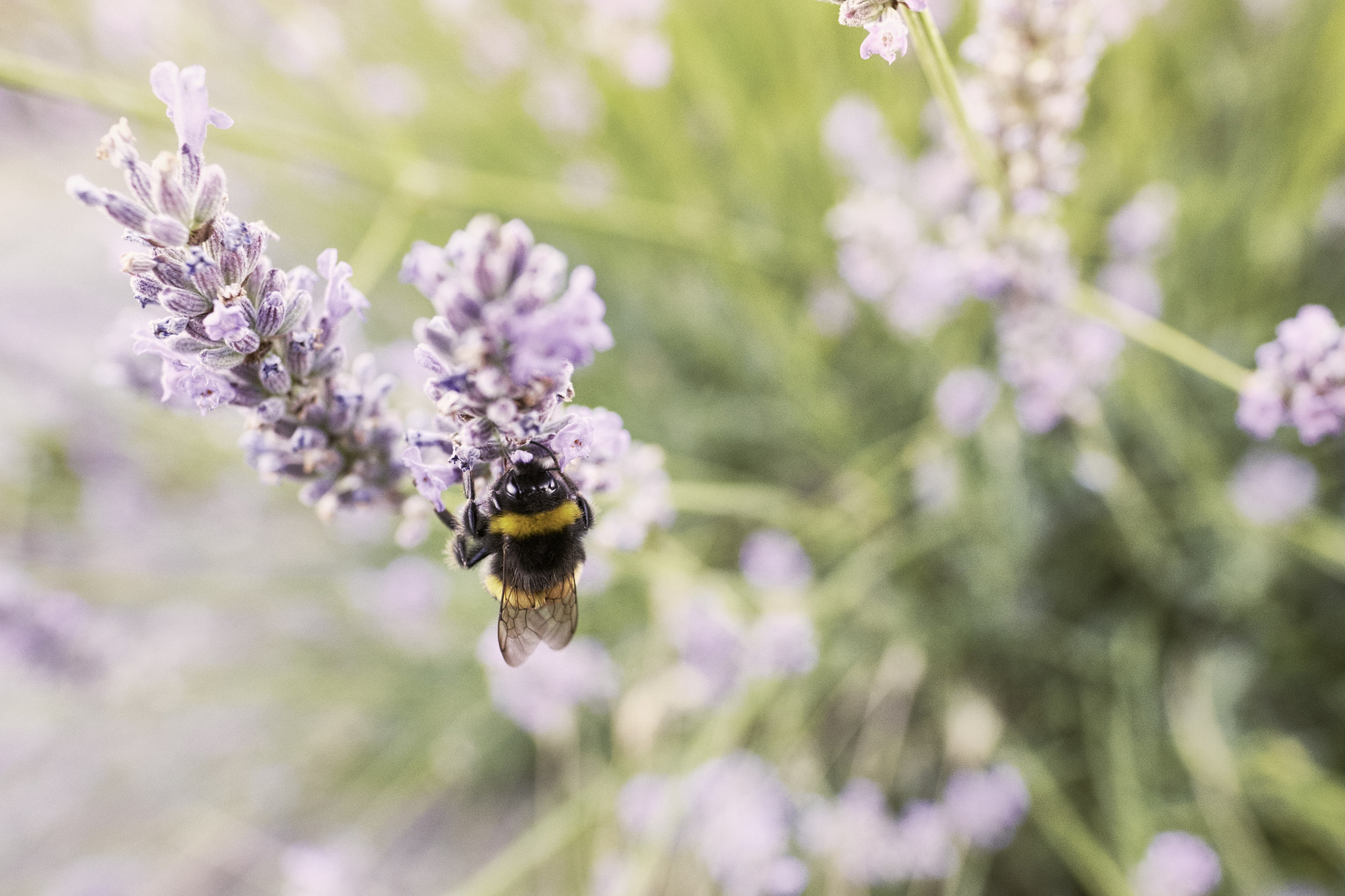 Fujifilm XF 16mm F1.4 R WR sample photo. Hungry bee photography