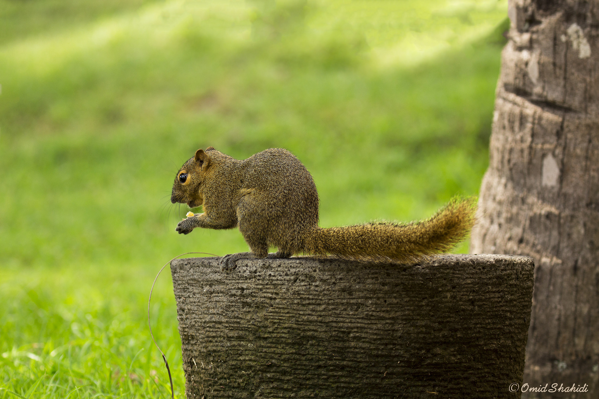 Canon EOS 650D (EOS Rebel T4i / EOS Kiss X6i) sample photo. Squirrel photography