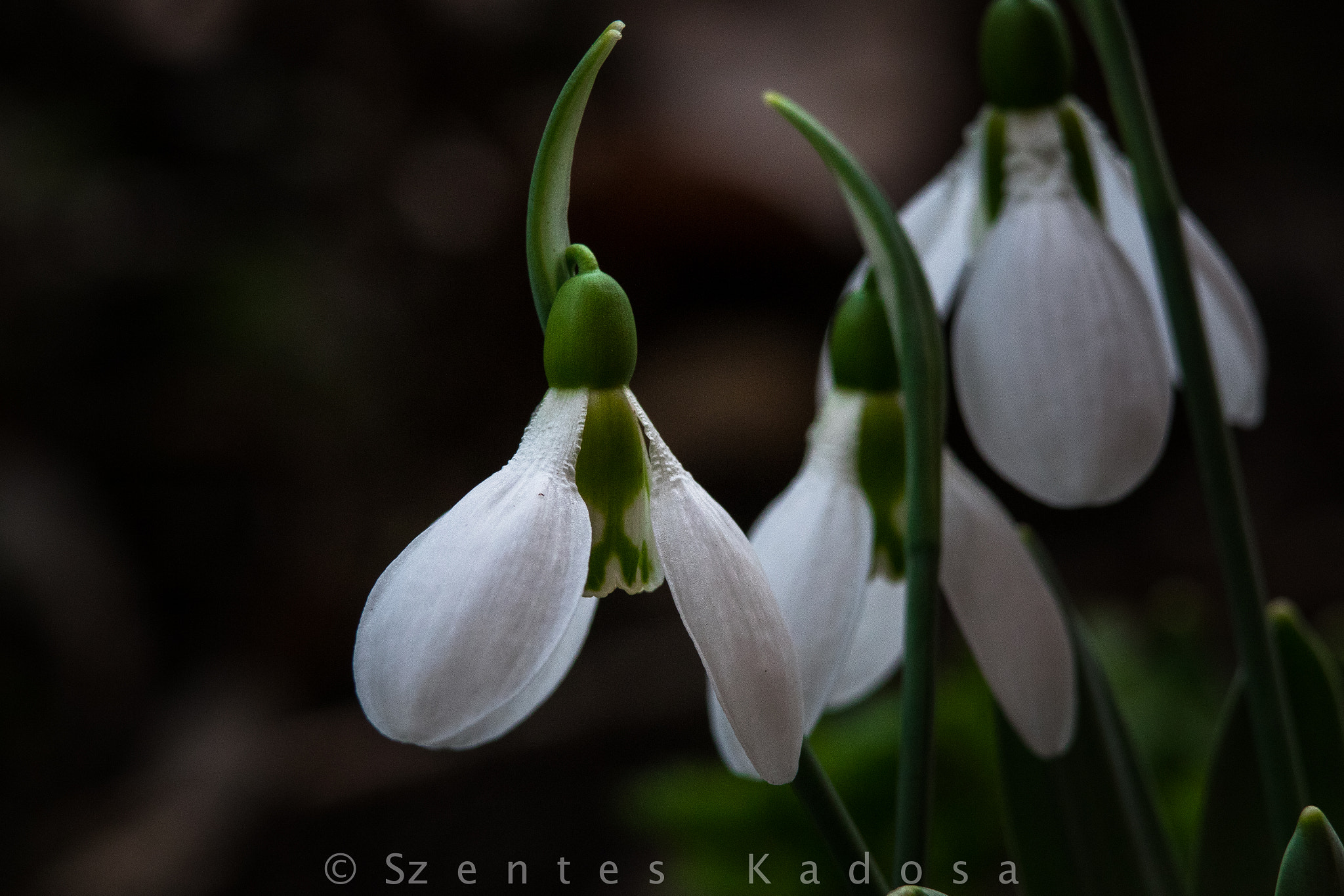 Canon EOS 7D Mark II sample photo. Snowdrop photography