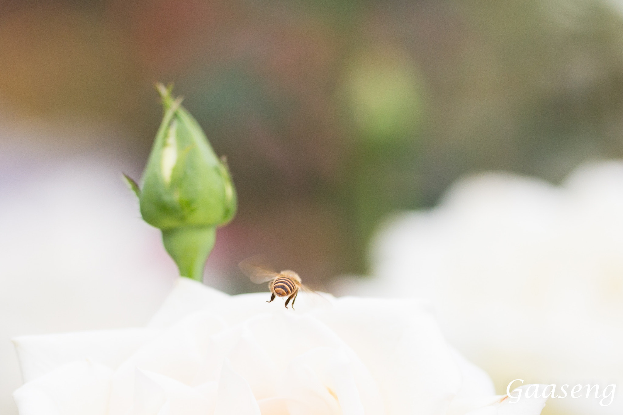 Canon EOS 60D + Canon EF 70-200mm F4L IS USM sample photo. Bee photography