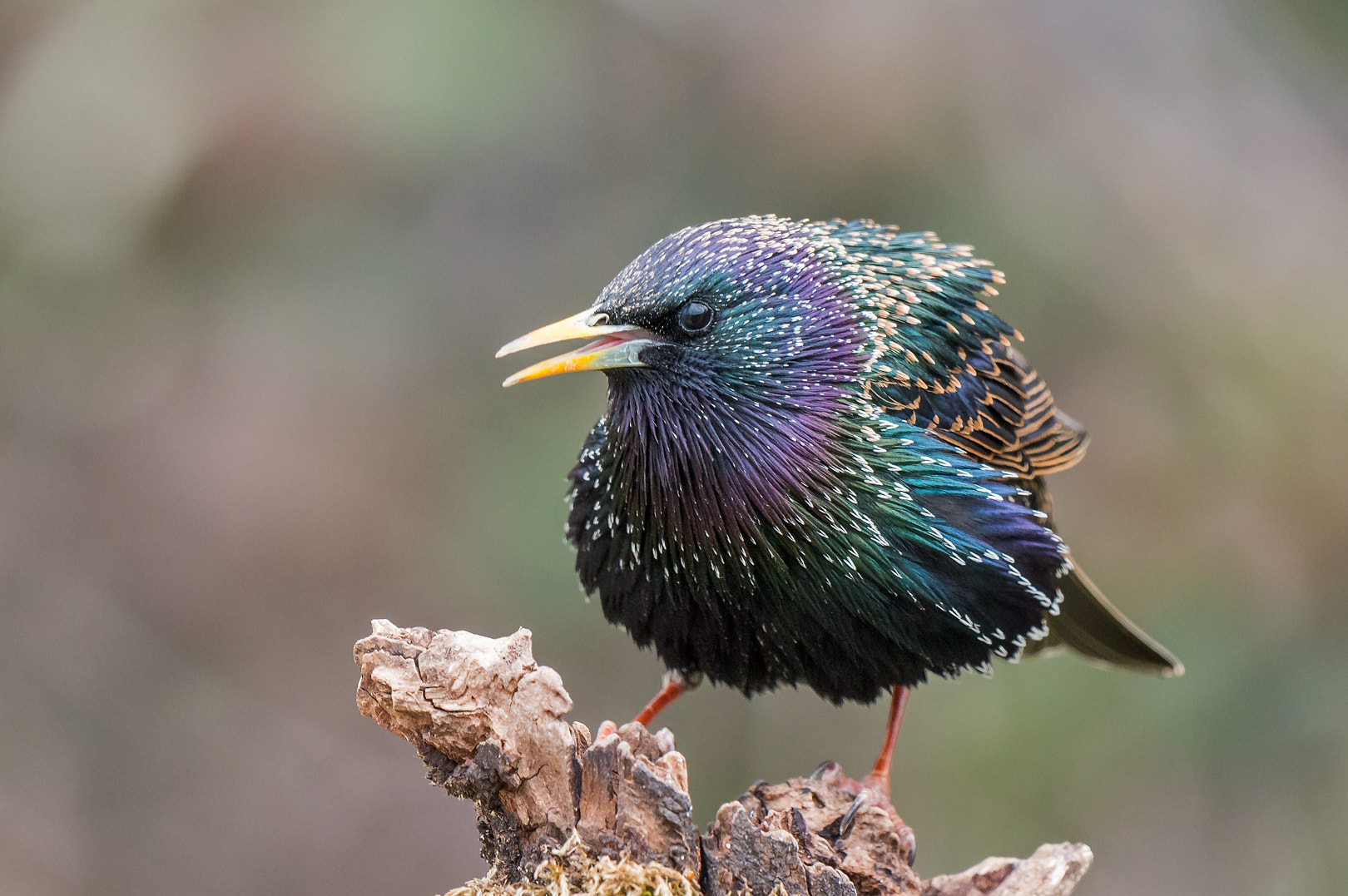 Nikon D800 + Nikon AF-S Nikkor 500mm F4G ED VR sample photo. Etourneau photography