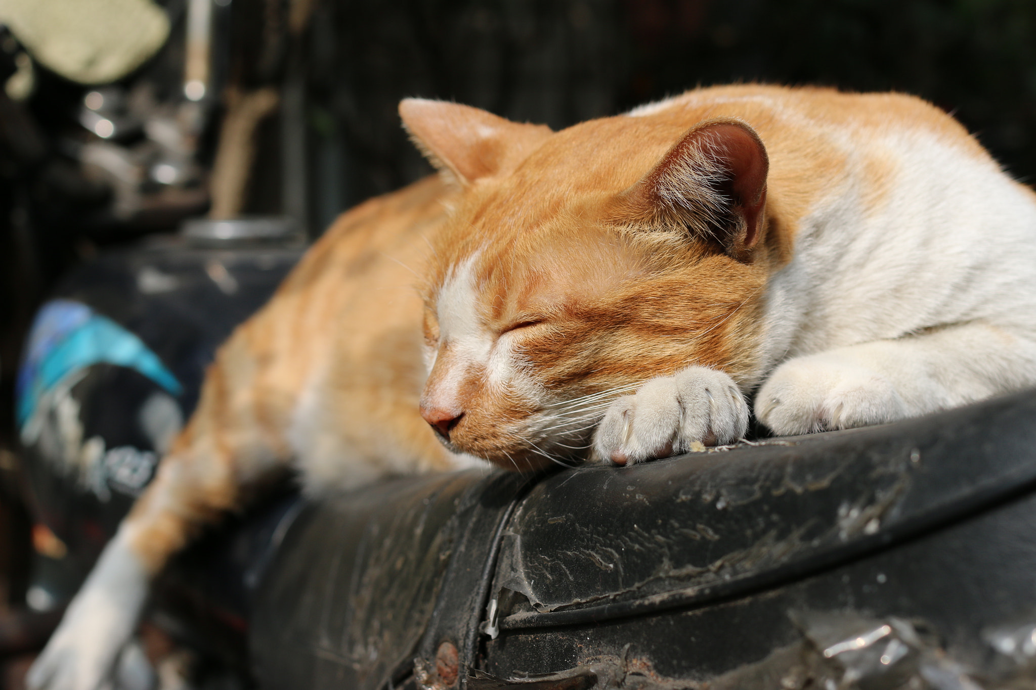 Canon EOS 70D + Canon EF 40mm F2.8 STM sample photo. Old wolf and cat photography