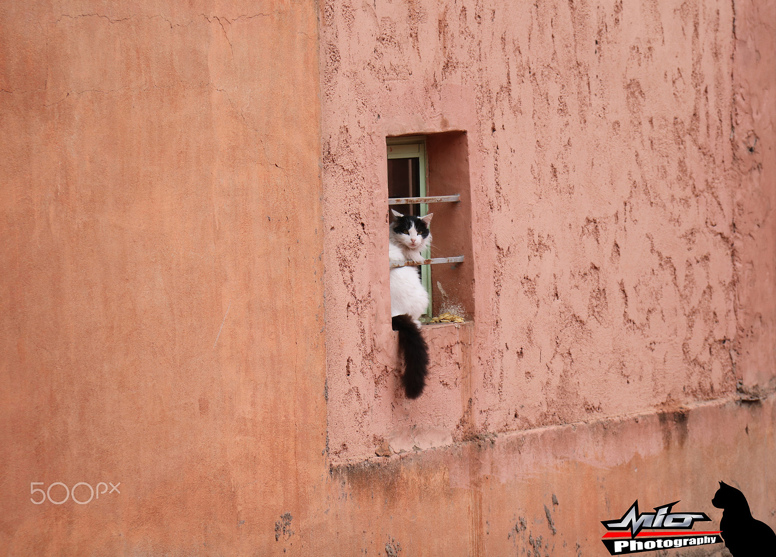 Canon EOS 760D (EOS Rebel T6s / EOS 8000D) sample photo. Cat photography