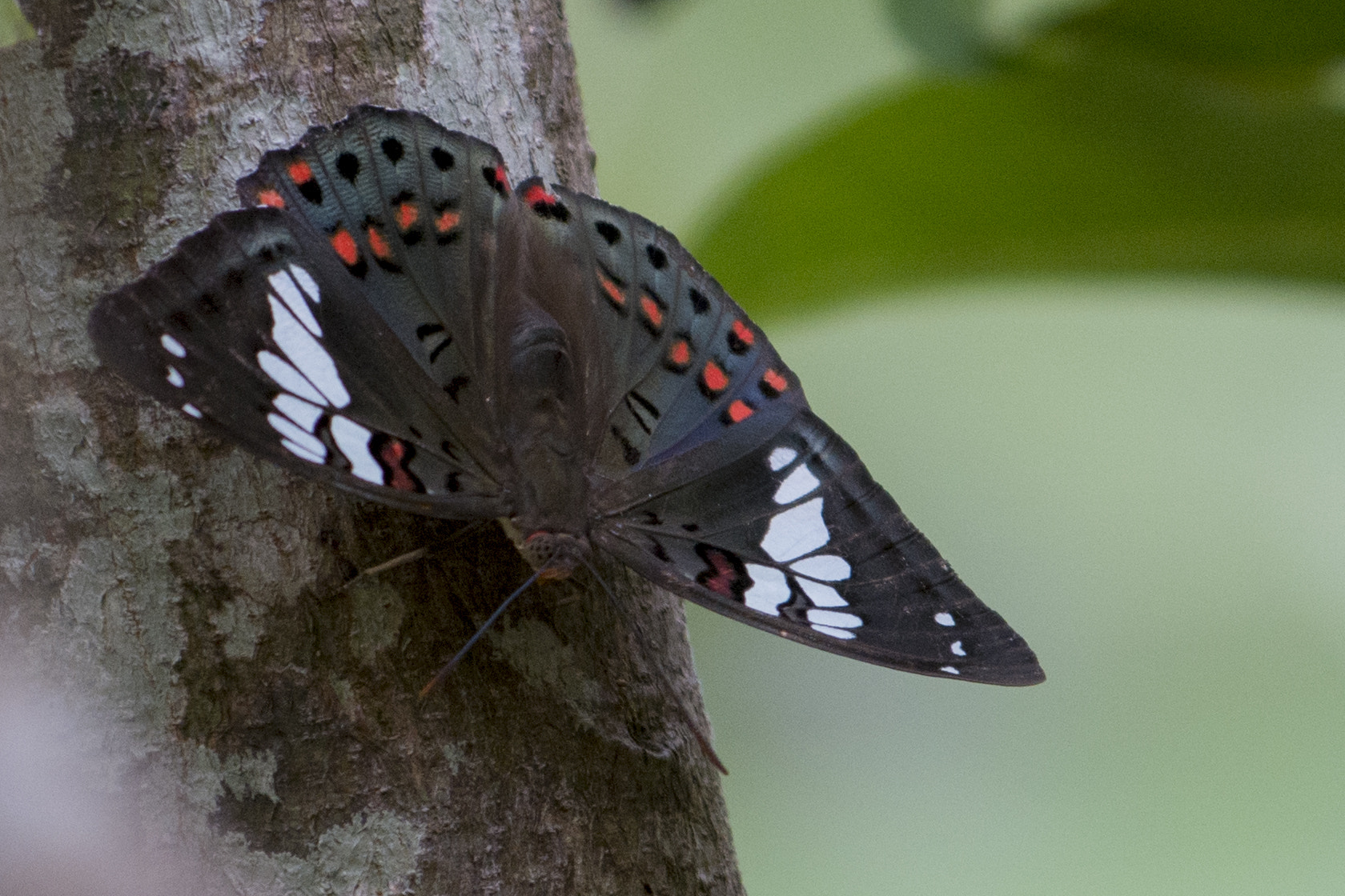Nikon AF-S Nikkor 70-200mm F4G ED VR sample photo. Butterfly photography