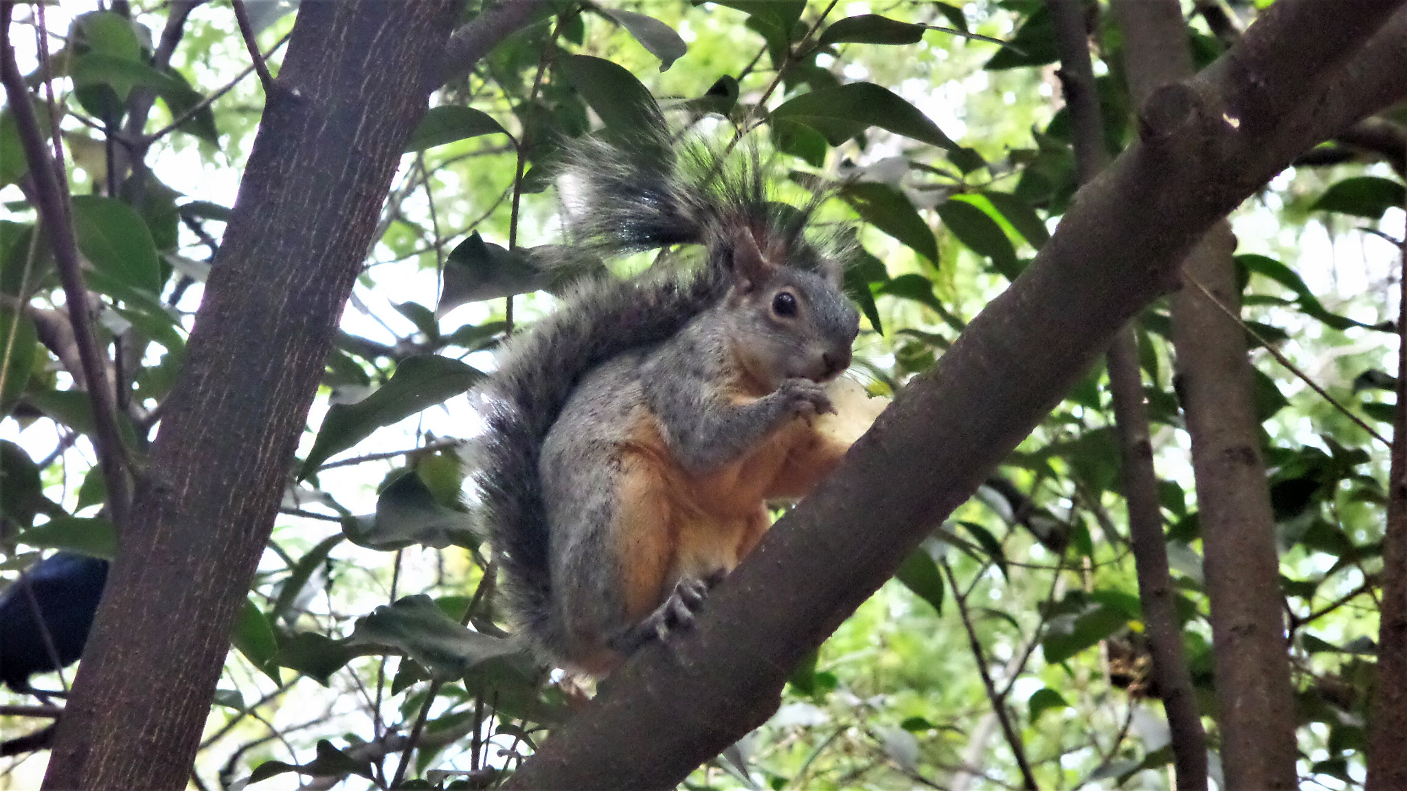 Samsung WB30F/WB31F/WB32F sample photo. Squirrel at chapultepec photography