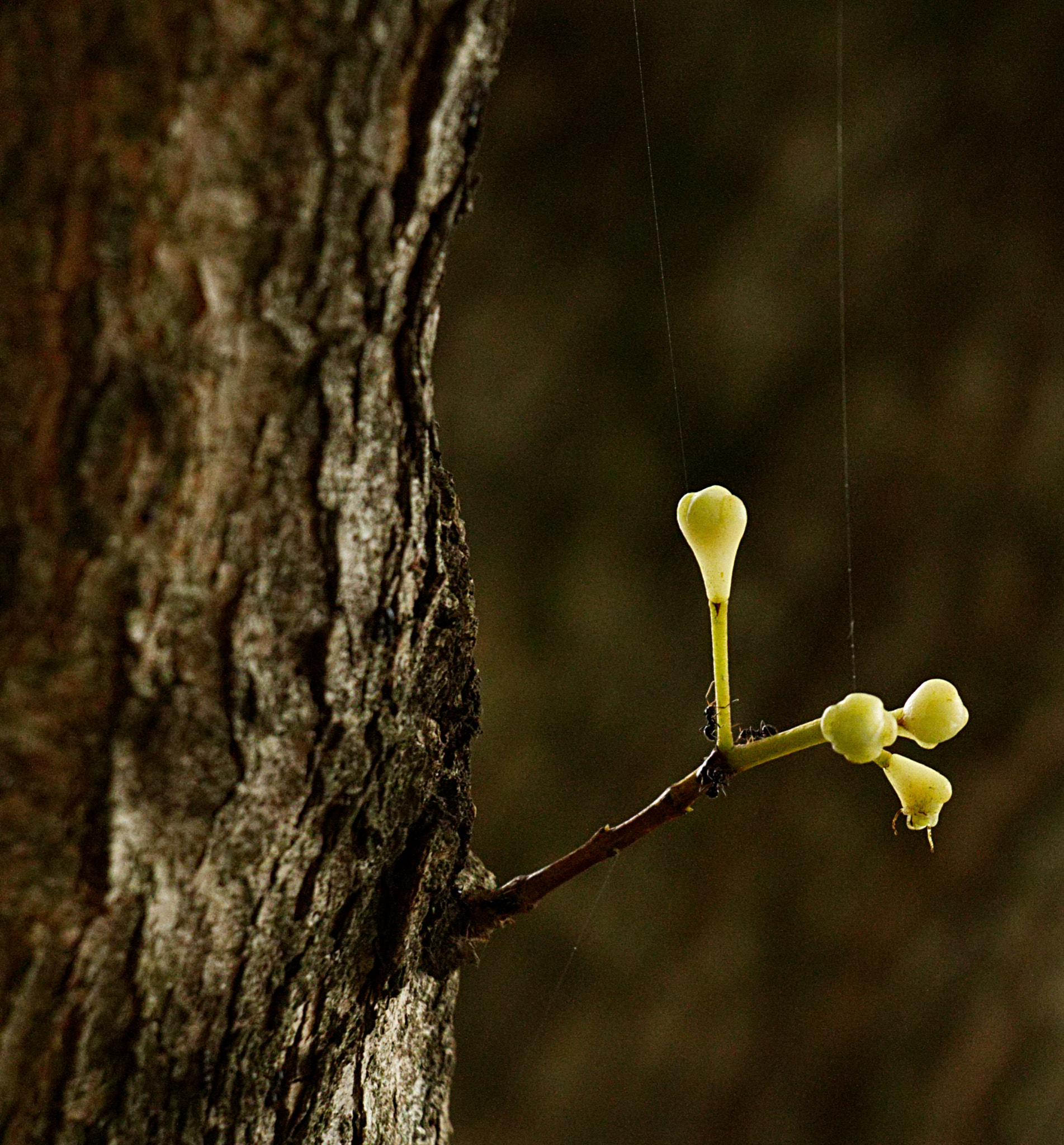 18.0 - 135.0 mm sample photo. The shoot ants and spiderweb strings photography