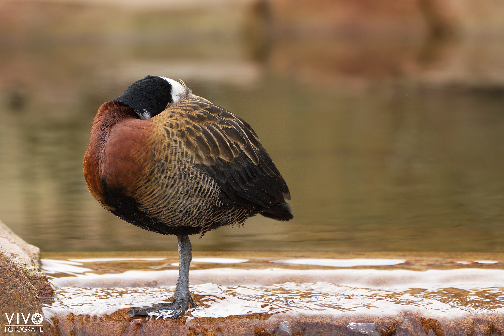 Sony a99 II + Sony 70-400mm F4-5.6 G SSM sample photo. Let me sleep! photography