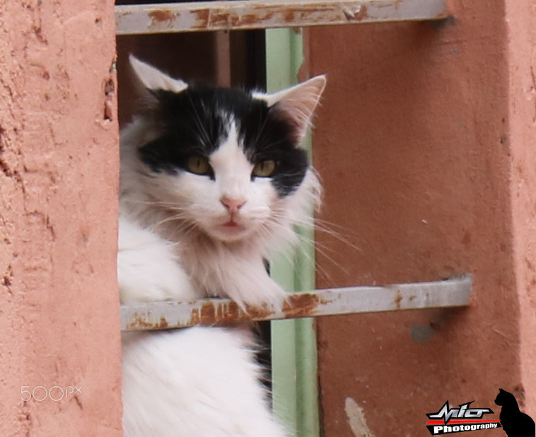 Canon EOS 760D (EOS Rebel T6s / EOS 8000D) sample photo. Cat staring photography