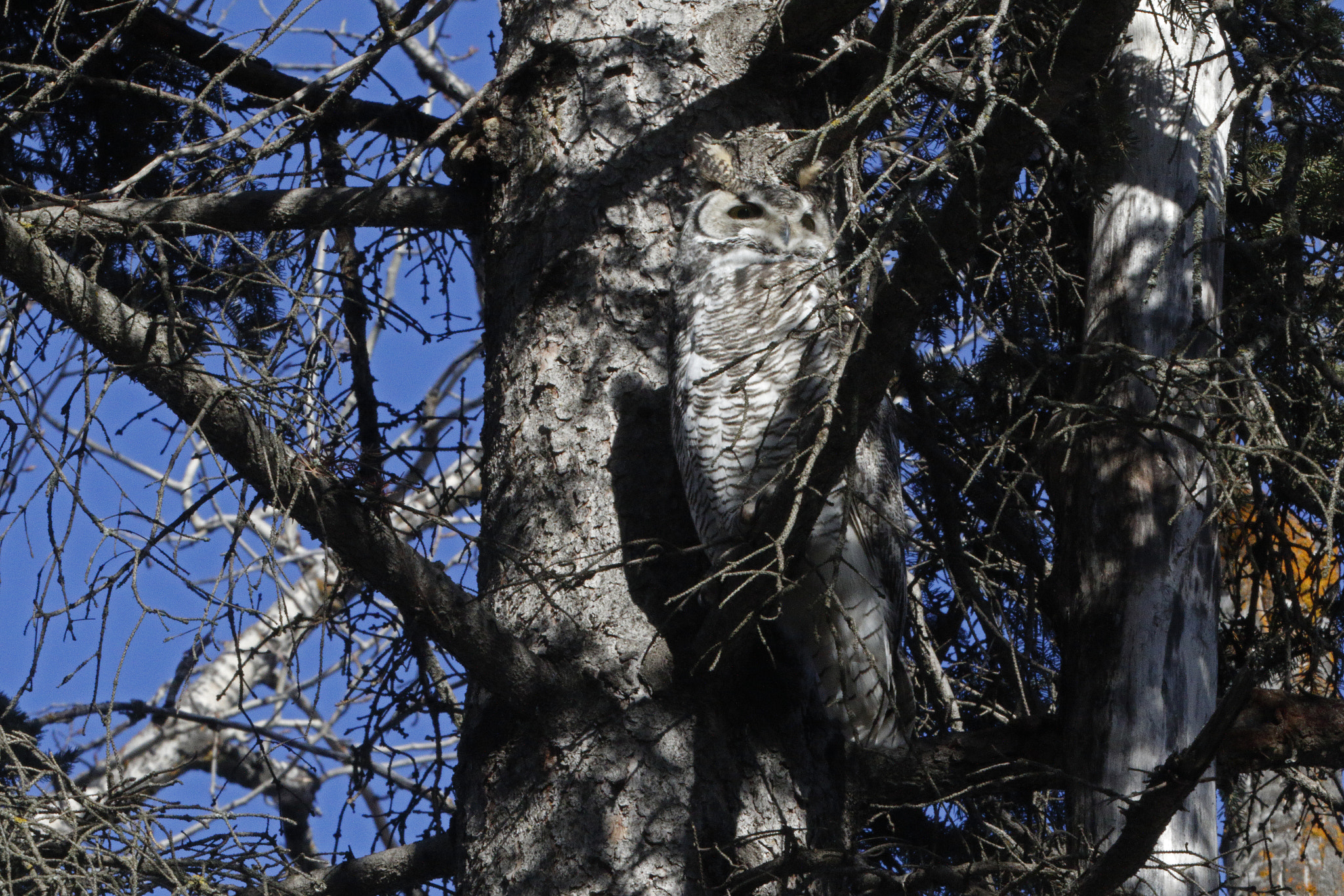 Canon EOS 7D Mark II + Canon EF 70-200mm F2.8L IS II USM sample photo. Camo owl photography