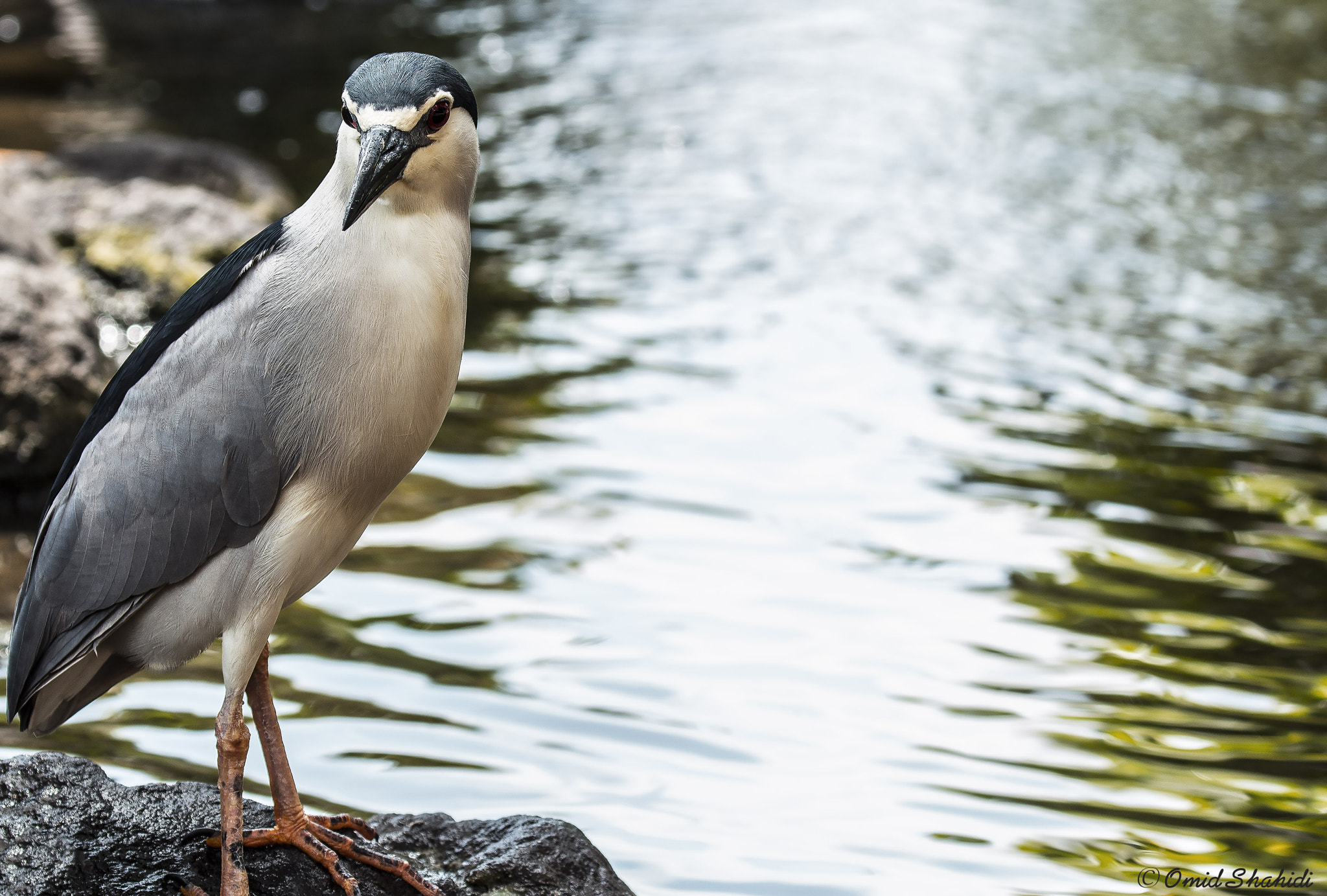 Canon EOS 650D (EOS Rebel T4i / EOS Kiss X6i) sample photo. Bird photography