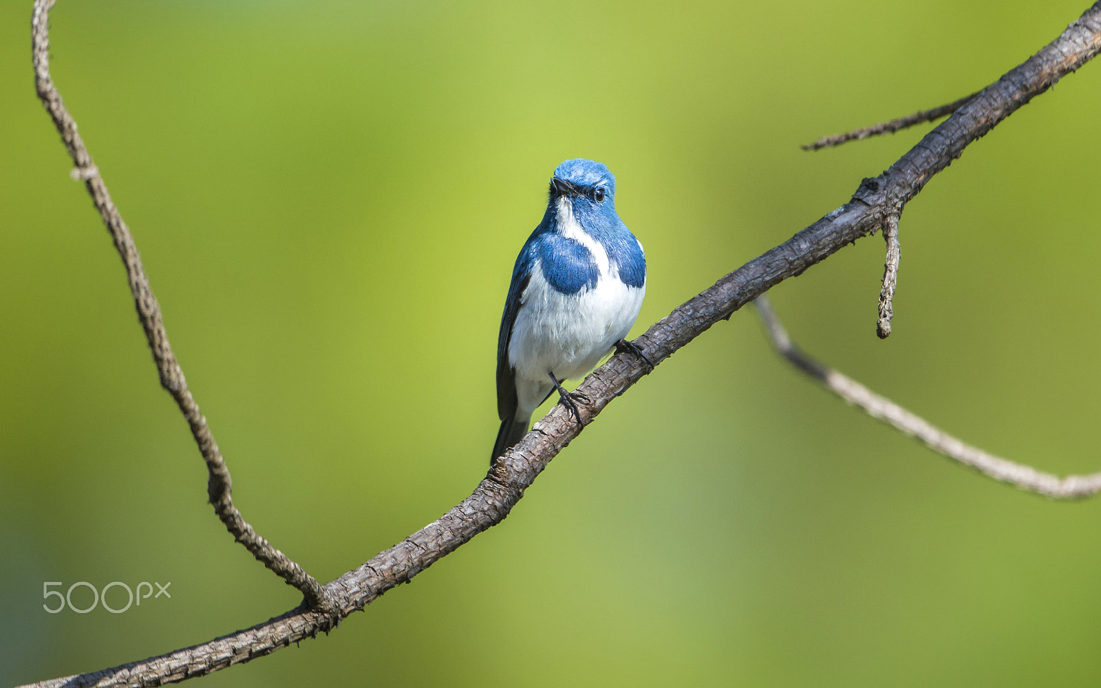 Nikon D7100 + Nikon AF-S Nikkor 500mm F4G ED VR sample photo. Ultramarine flycatcher : bird in thailand photography