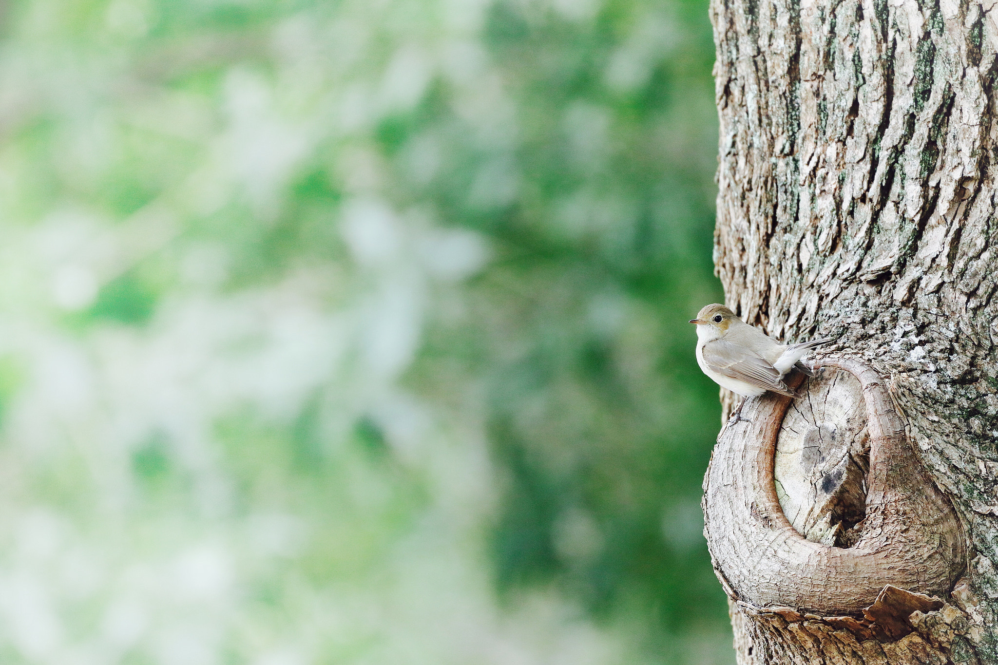 Canon EF 70-300mm F4-5.6L IS USM sample photo. Rest on the tree photography