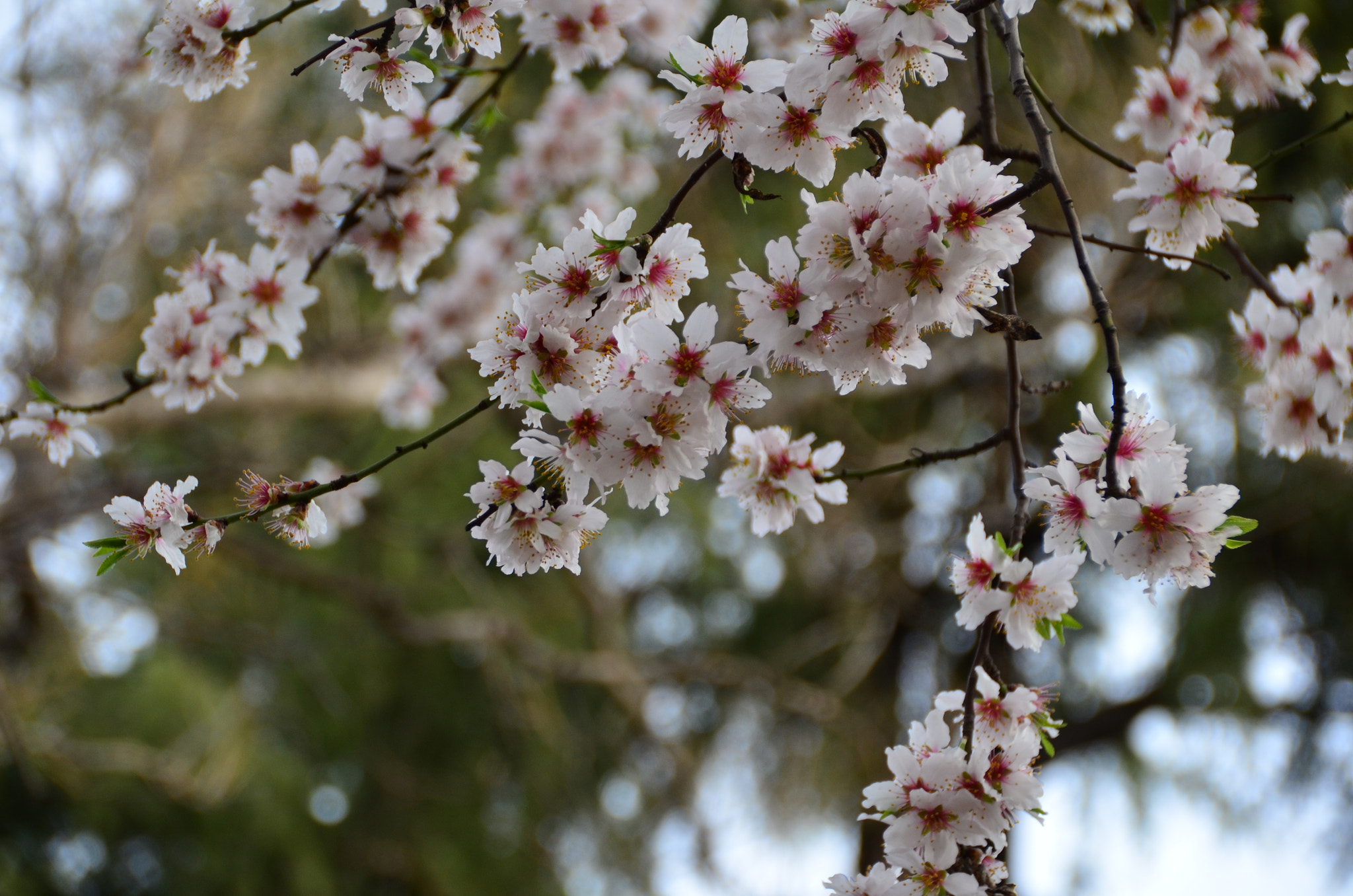 Nikon D5100 + Sigma 18-200mm F3.5-6.3 II DC OS HSM sample photo. Almendros en flor photography