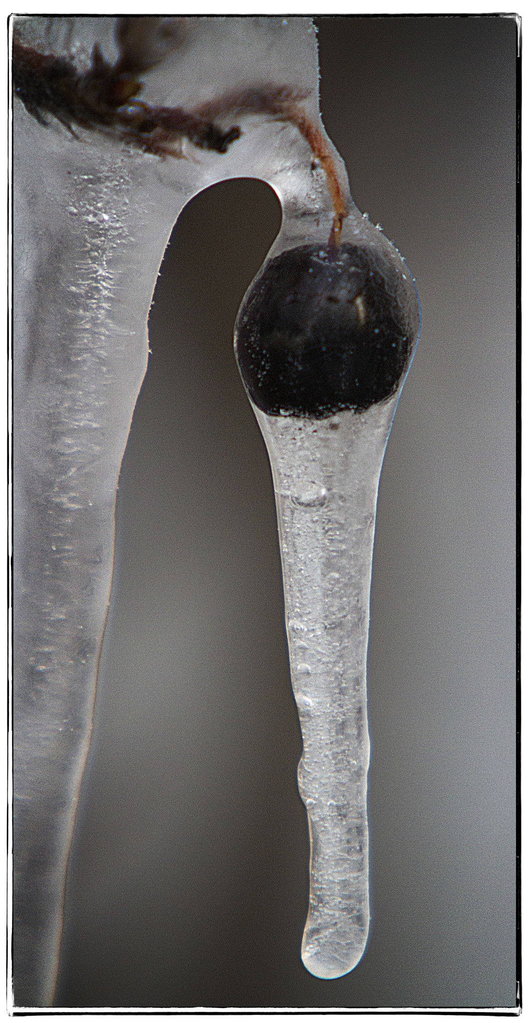Canon EF 70-200mm F2.8L IS USM sample photo. Natures ice sculptures - berry with icicle. photography