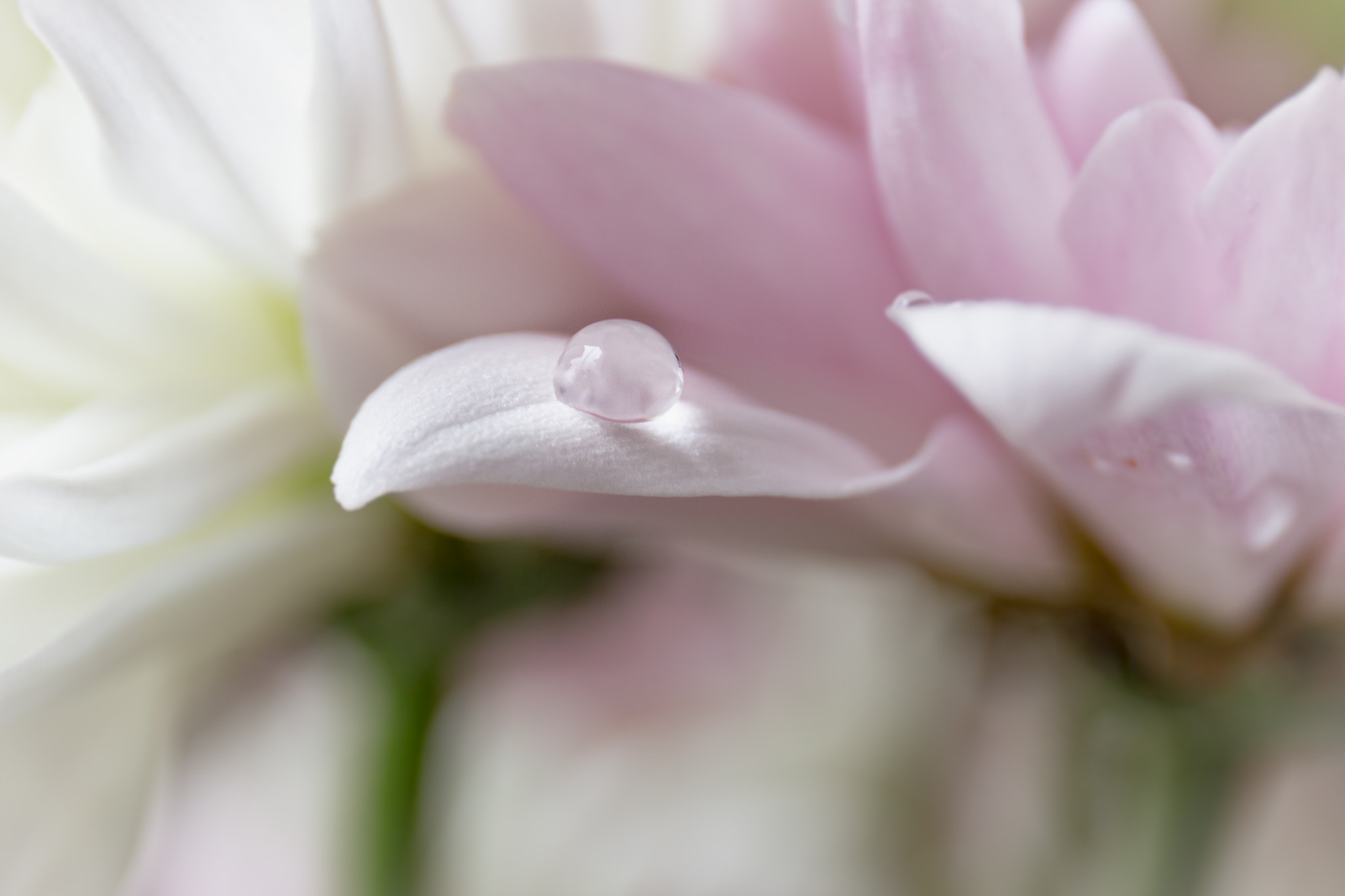 Canon EF 24-70mm F4L IS USM sample photo. Two flowers photography