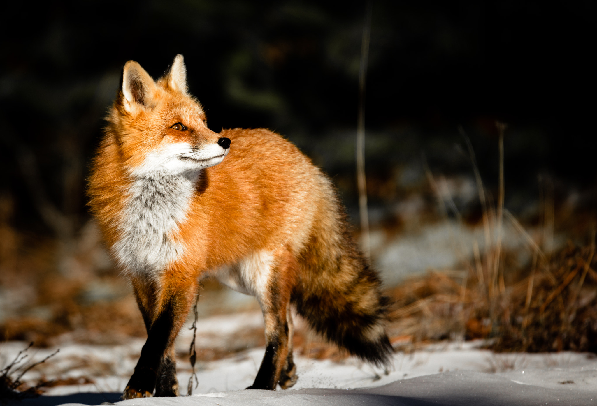 Sigma 150-600mm F5-6.3 DG OS HSM | C sample photo. Happy fox photography