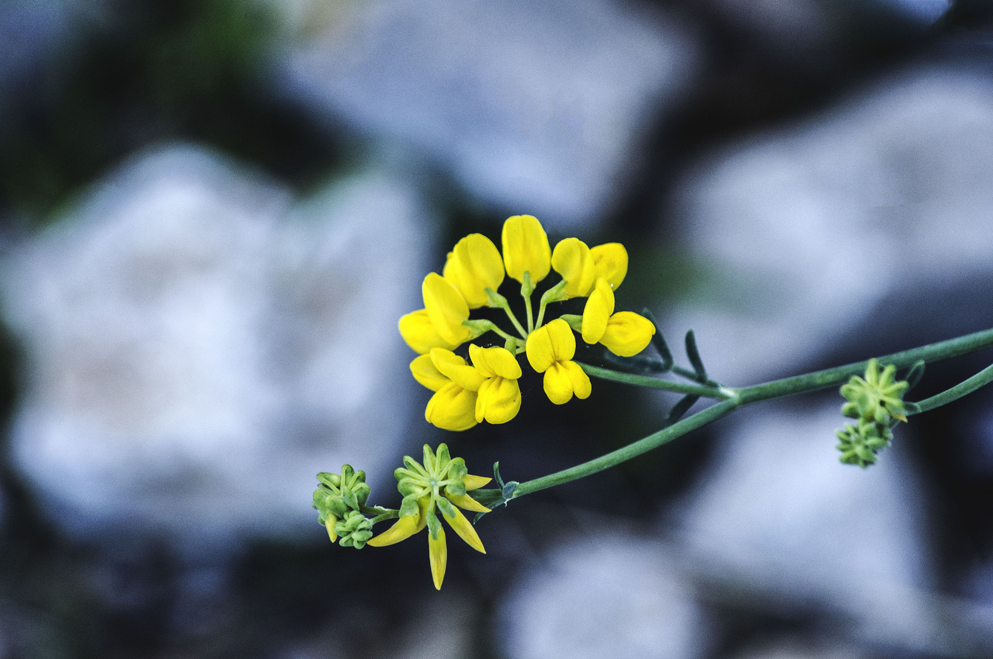Tamron AF 70-300mm F4-5.6 LD Macro 1:2 sample photo. Lotus corniculatus, 2017 photography