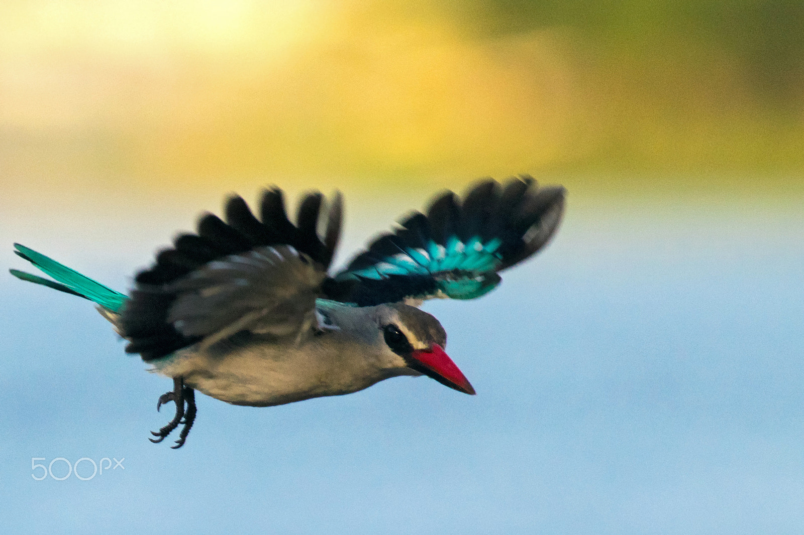Nikon AF-S Nikkor 200-500mm F5.6E ED VR sample photo. Bird in wings photography