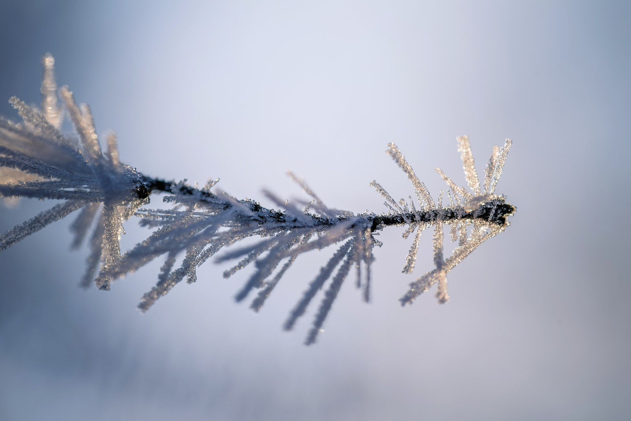 Sigma 105mm F2.8 EX DG OS HSM sample photo. Beautiful frost photography