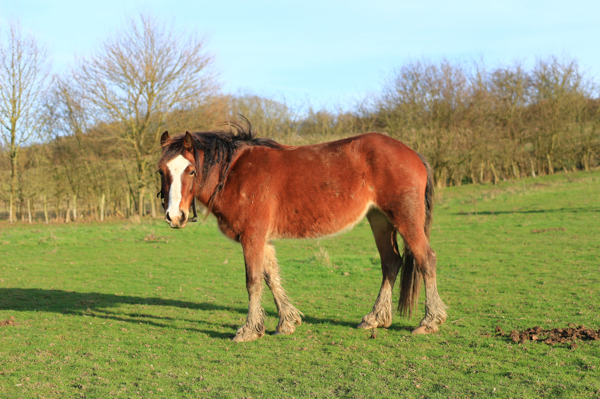 Canon EOS 100D (EOS Rebel SL1 / EOS Kiss X7) + Canon EF 40mm F2.8 STM sample photo. Brown horse photography