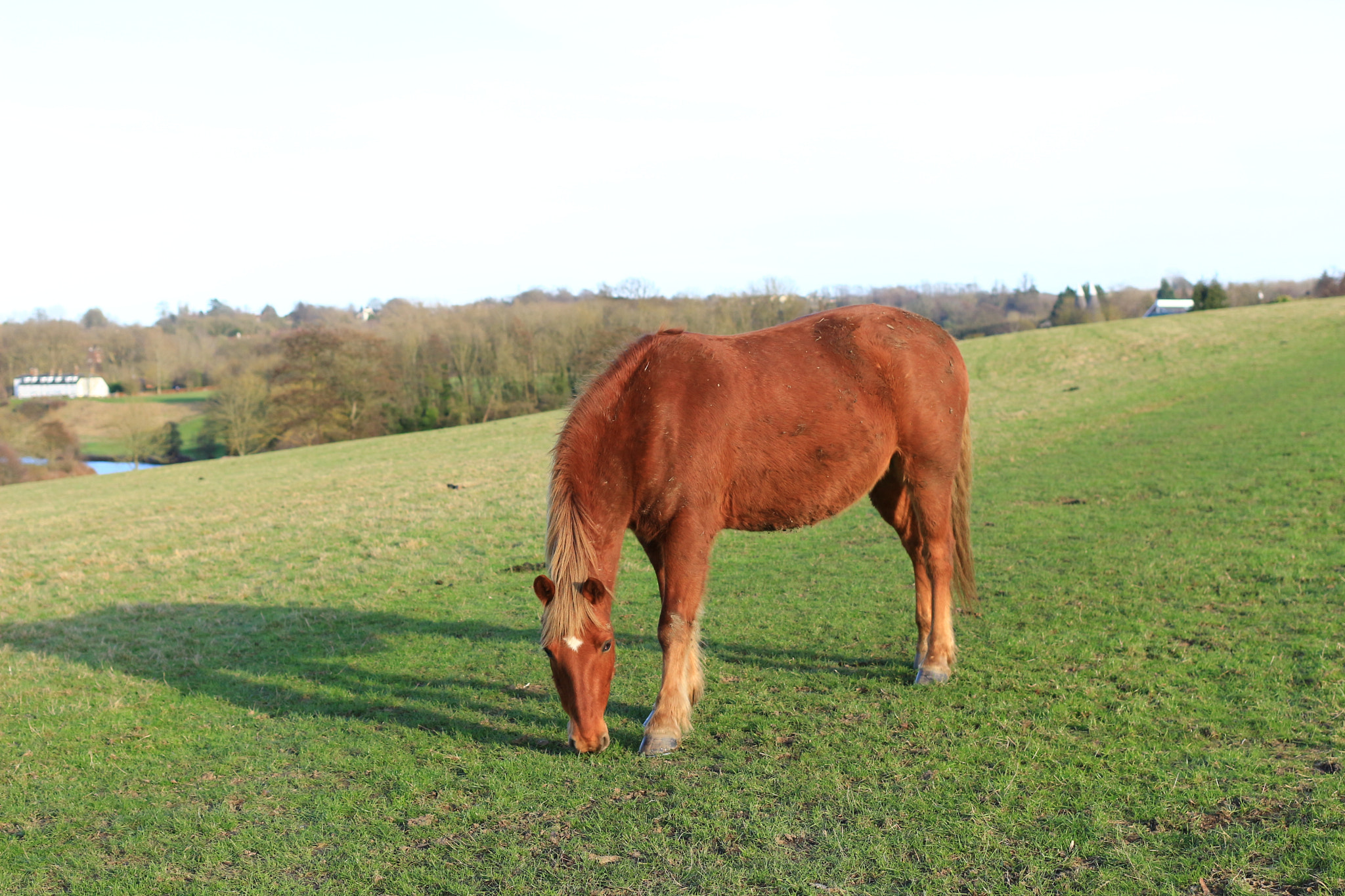 Canon EOS 100D (EOS Rebel SL1 / EOS Kiss X7) + Canon EF 40mm F2.8 STM sample photo. Brown horse 2 photography