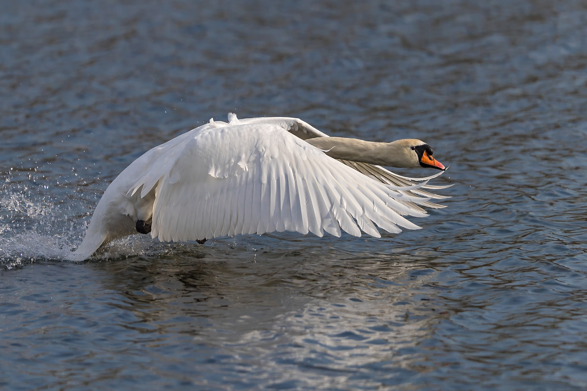 Canon EF 200mm F2L IS USM sample photo. Swan... photography