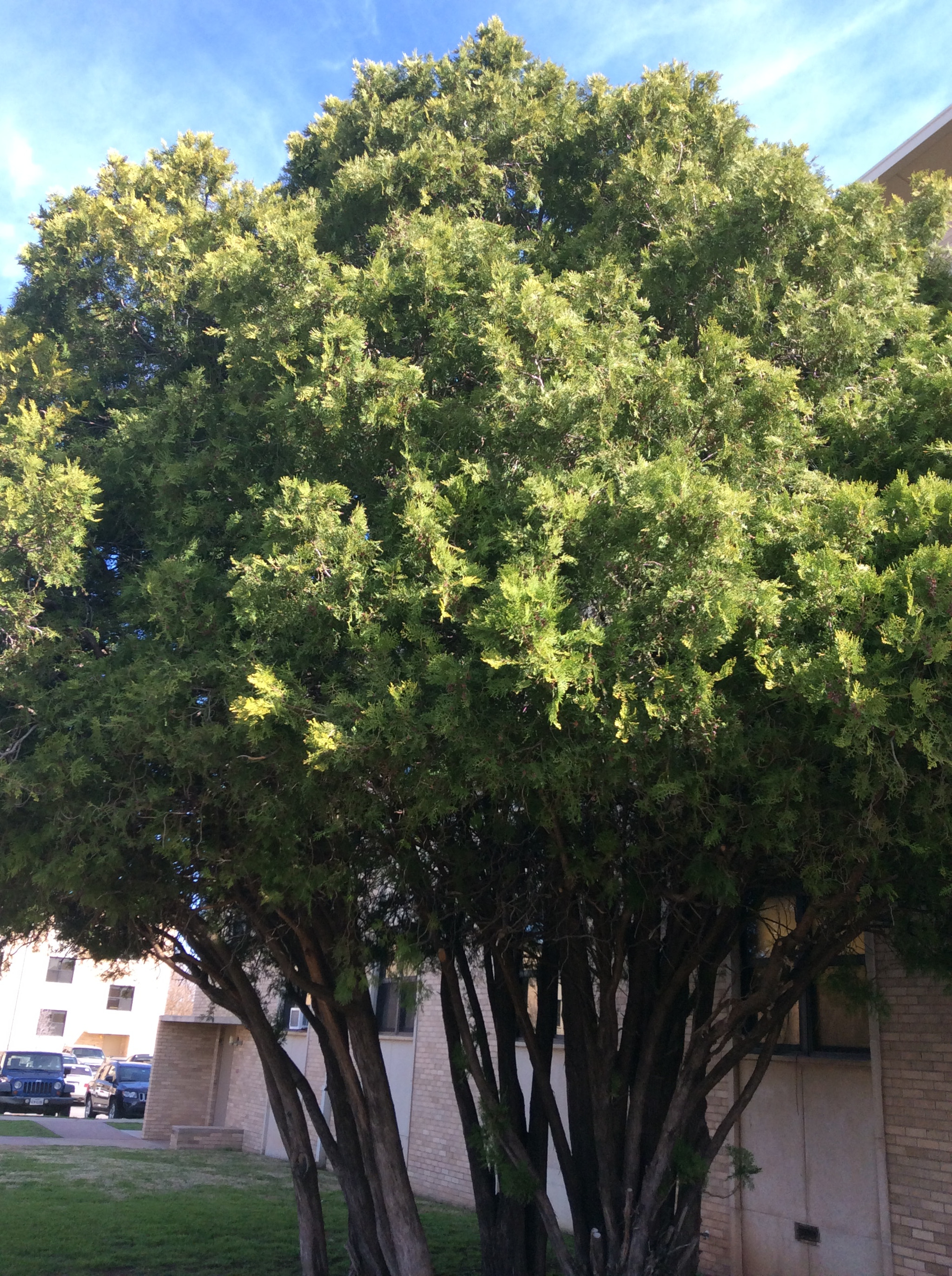 Apple iPad mini 3 sample photo