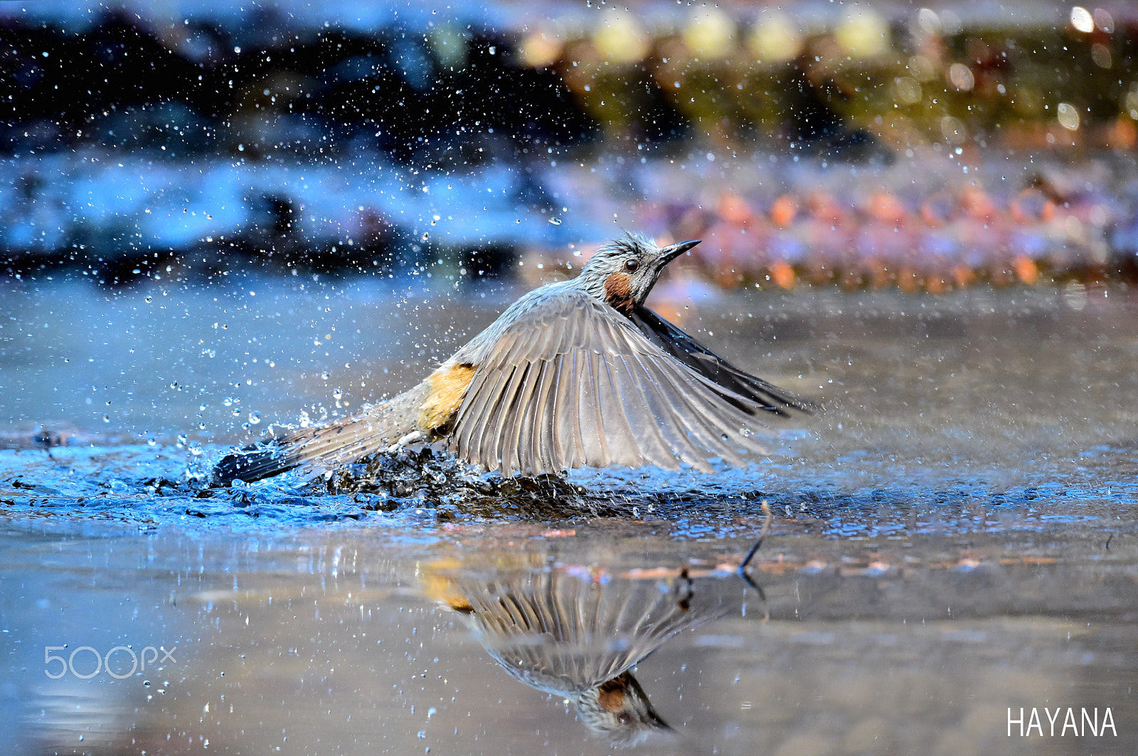 Nikon D4S + Sigma 150-600mm F5-6.3 DG OS HSM | S sample photo. Spring photography