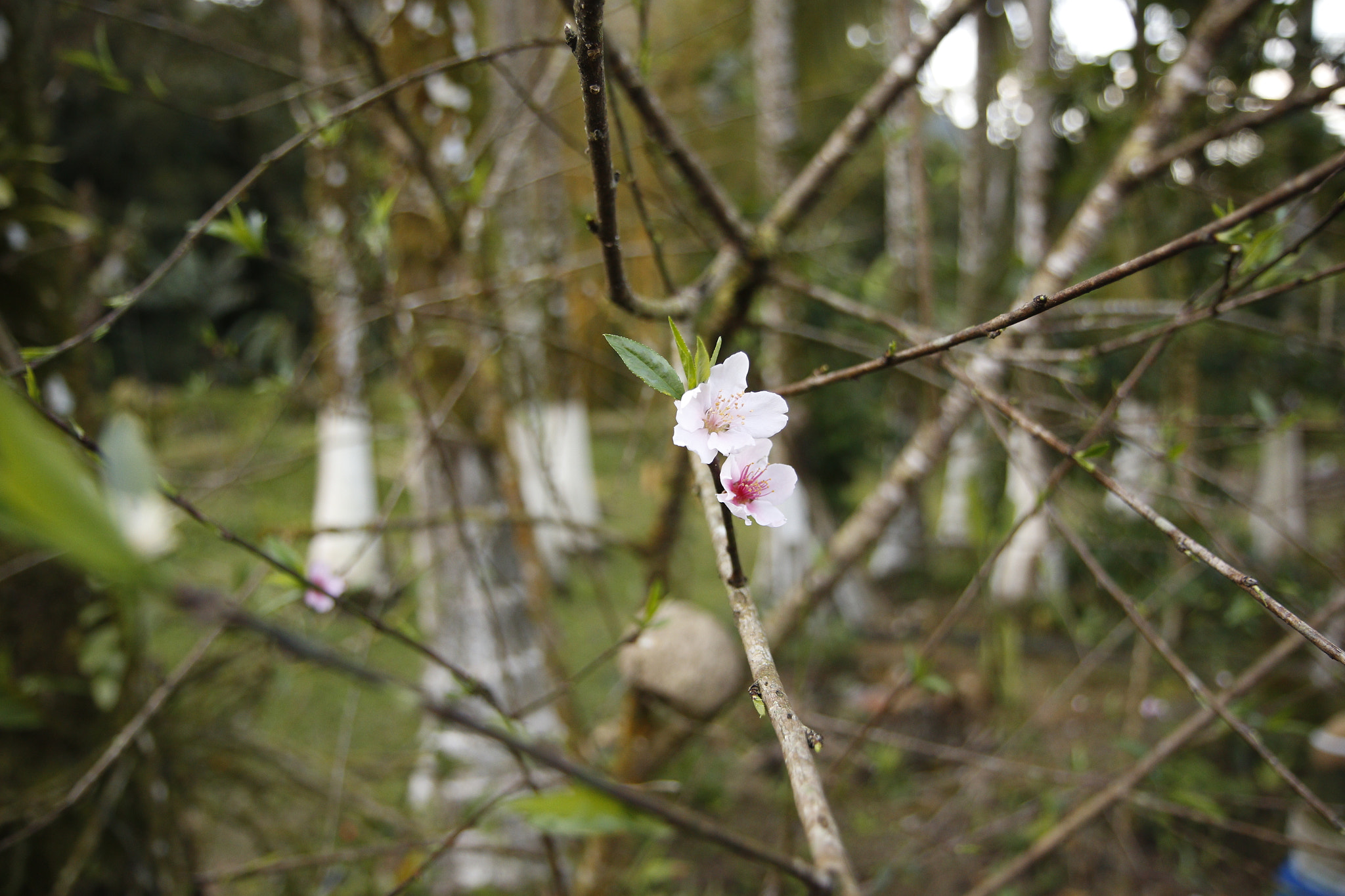 Canon EF-S 17-55mm F2.8 IS USM sample photo. Rsj photography