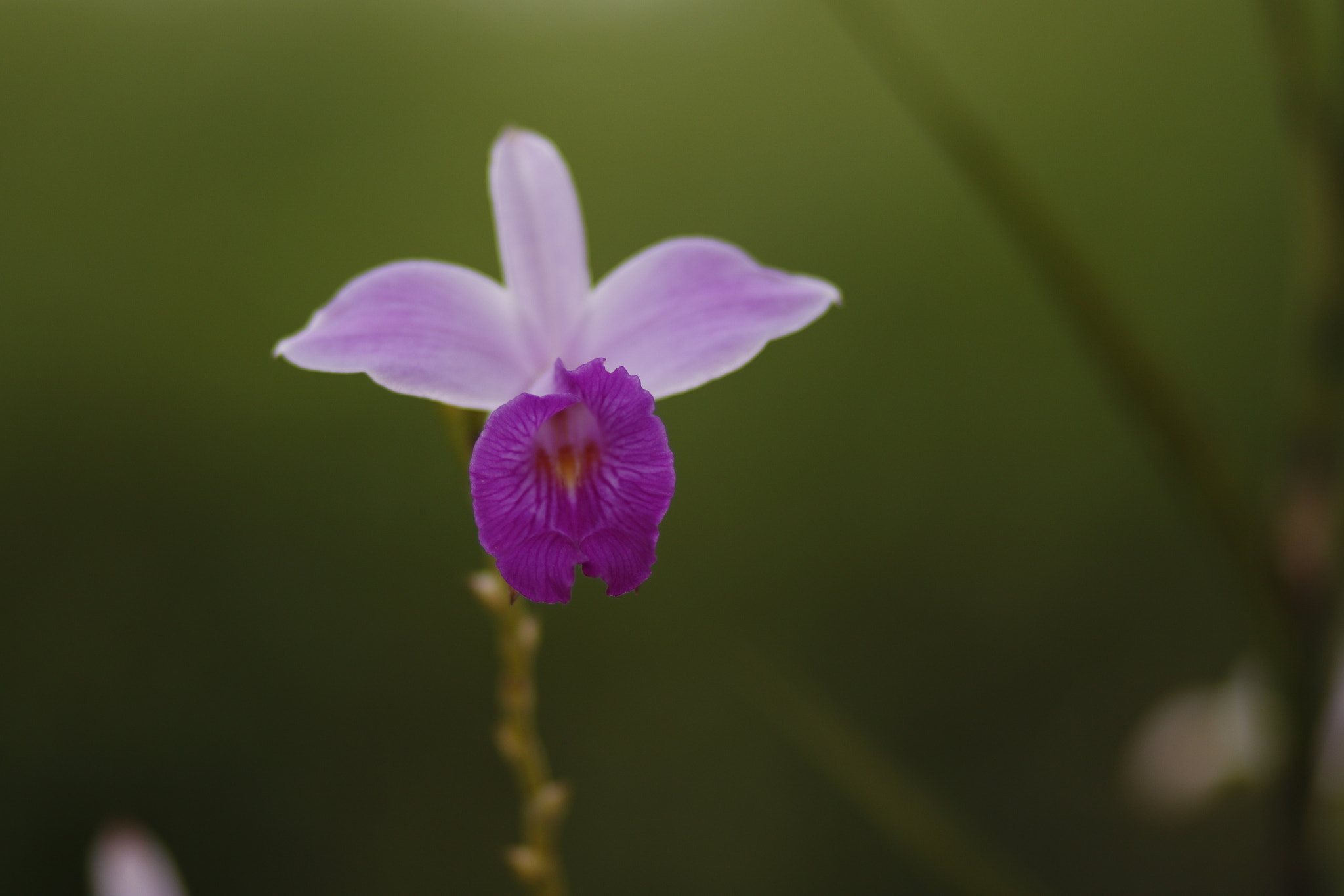 Canon EF 85mm F1.8 USM sample photo. Rsj photography