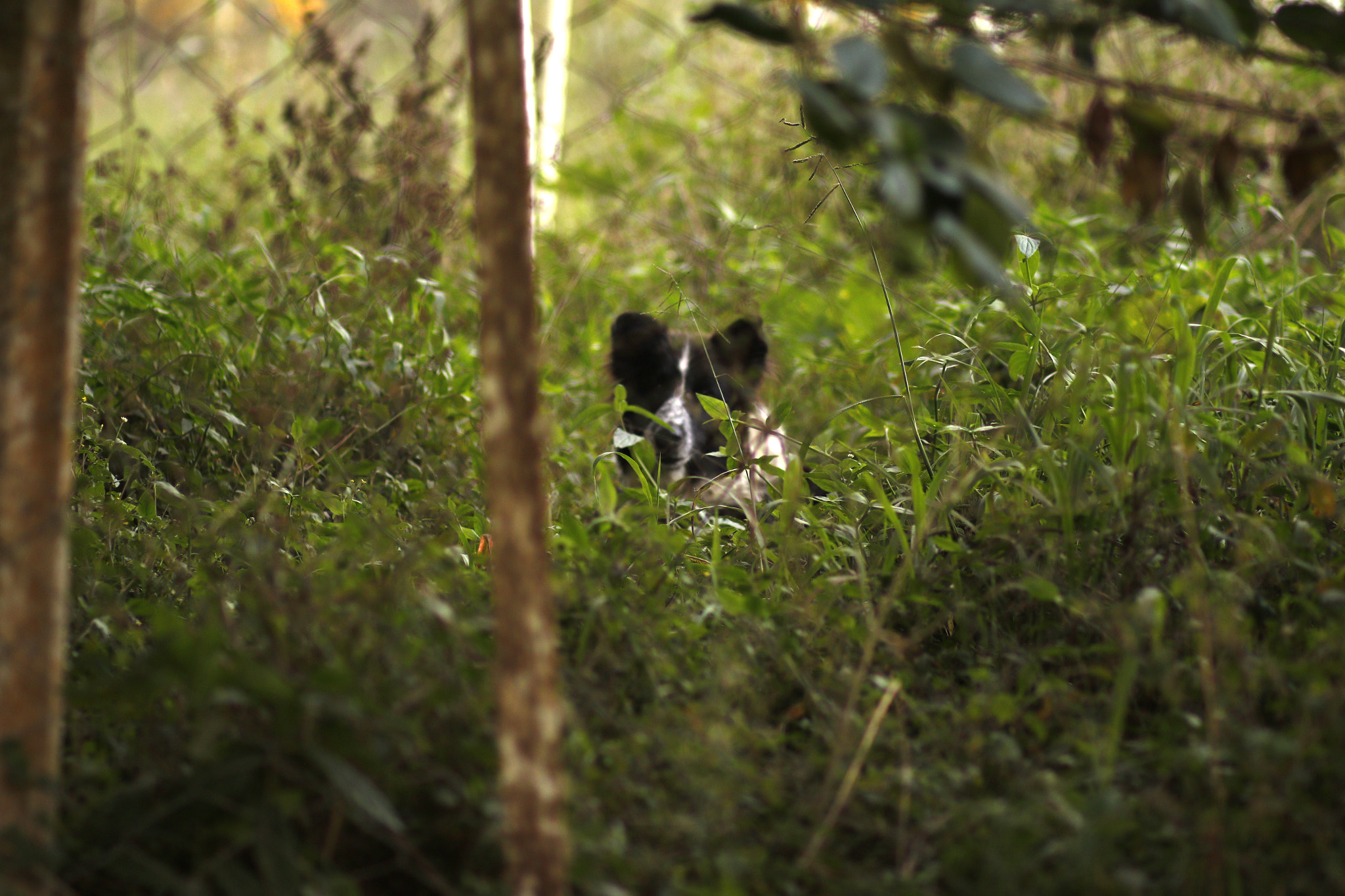 Canon EF 85mm F1.8 USM sample photo. Rsj photography