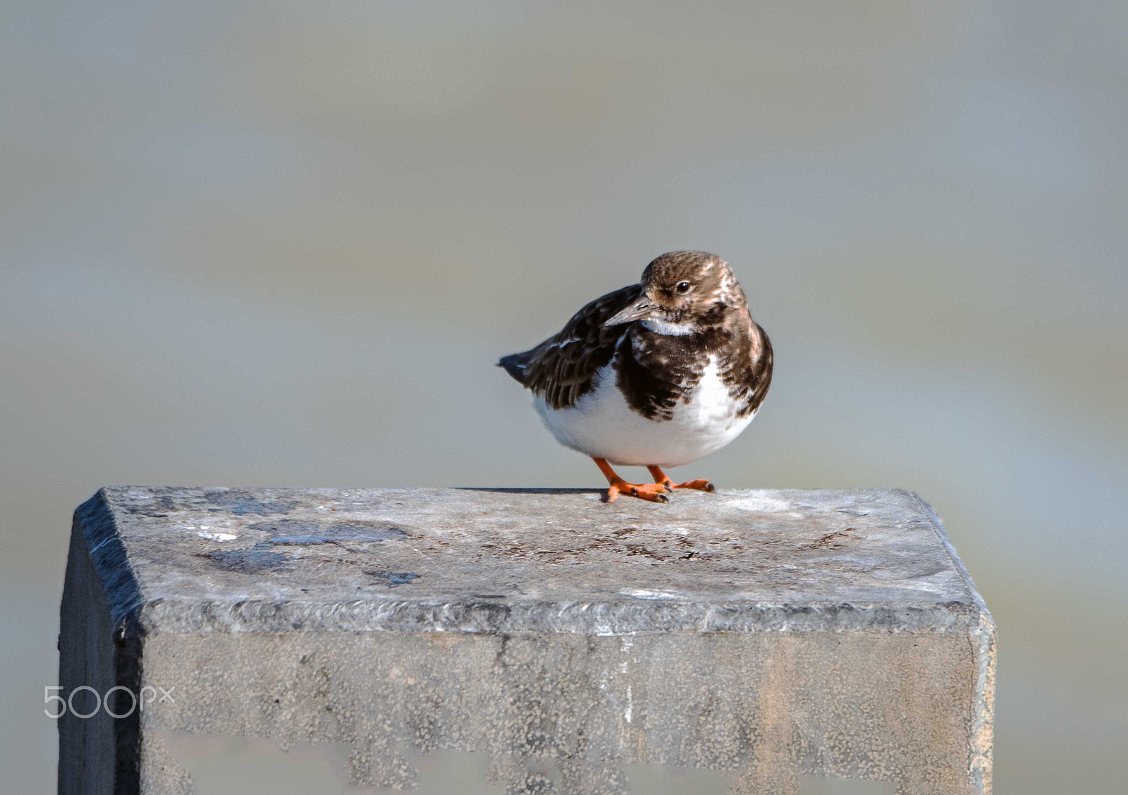 Nikon D750 + Nikon AF-S Nikkor 80-400mm F4.5-5.6G ED VR sample photo. Turnstone photography