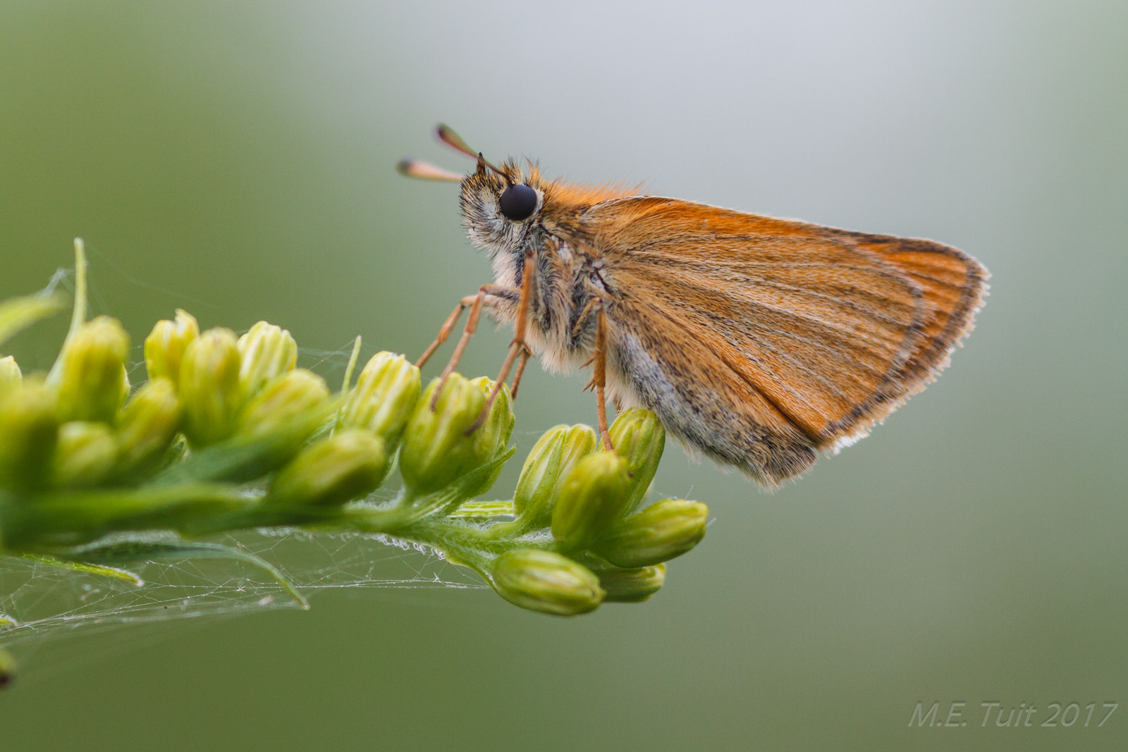 Canon EOS 7D + Sigma 105mm F2.8 EX DG Macro sample photo. Butterfly @ 105mm photography