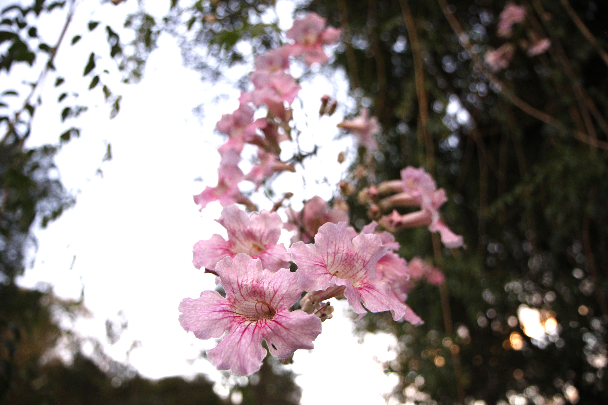 Canon EF-S 17-55mm F2.8 IS USM sample photo. Rsj photography