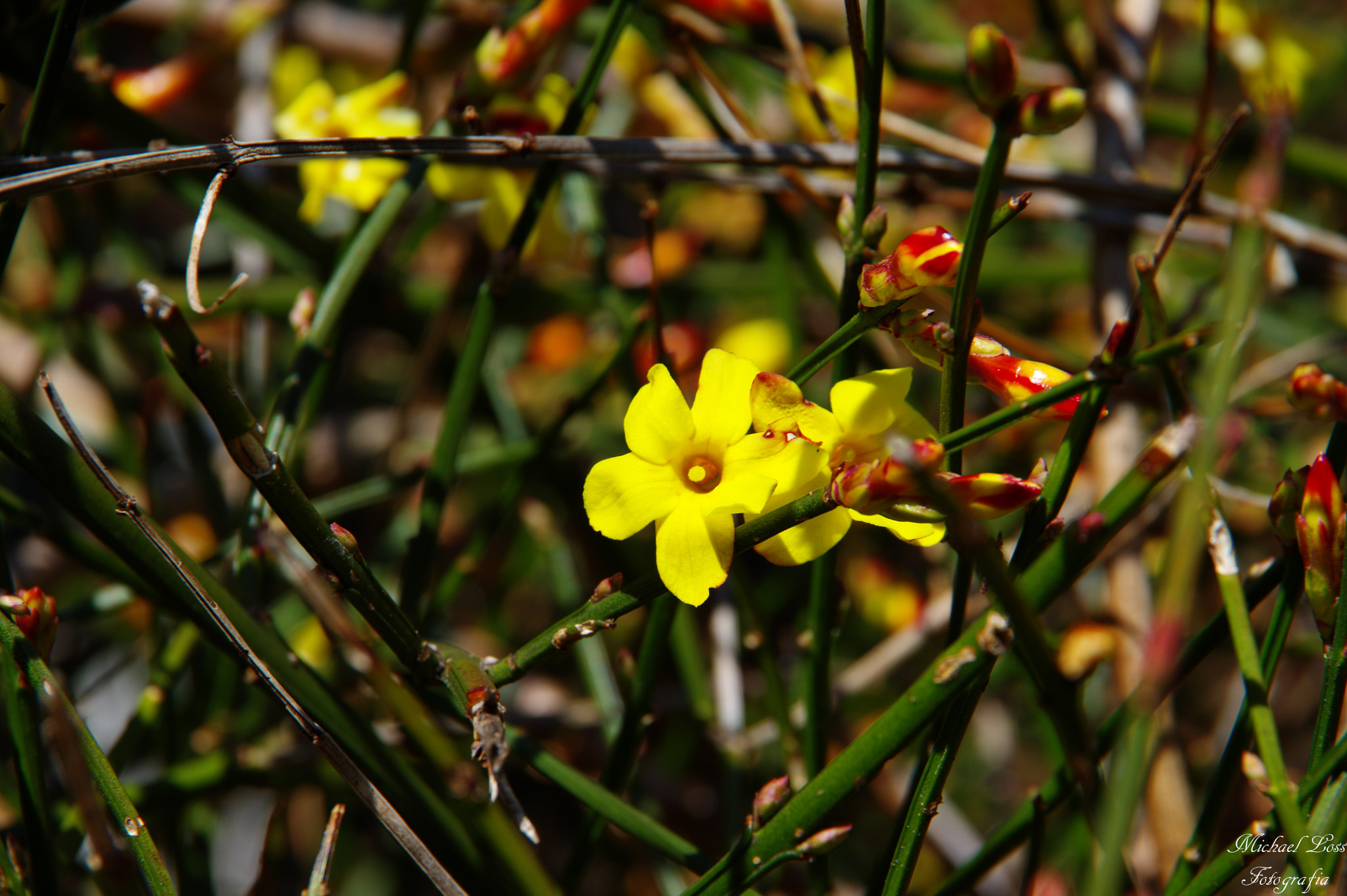 Pentax K-3 II sample photo