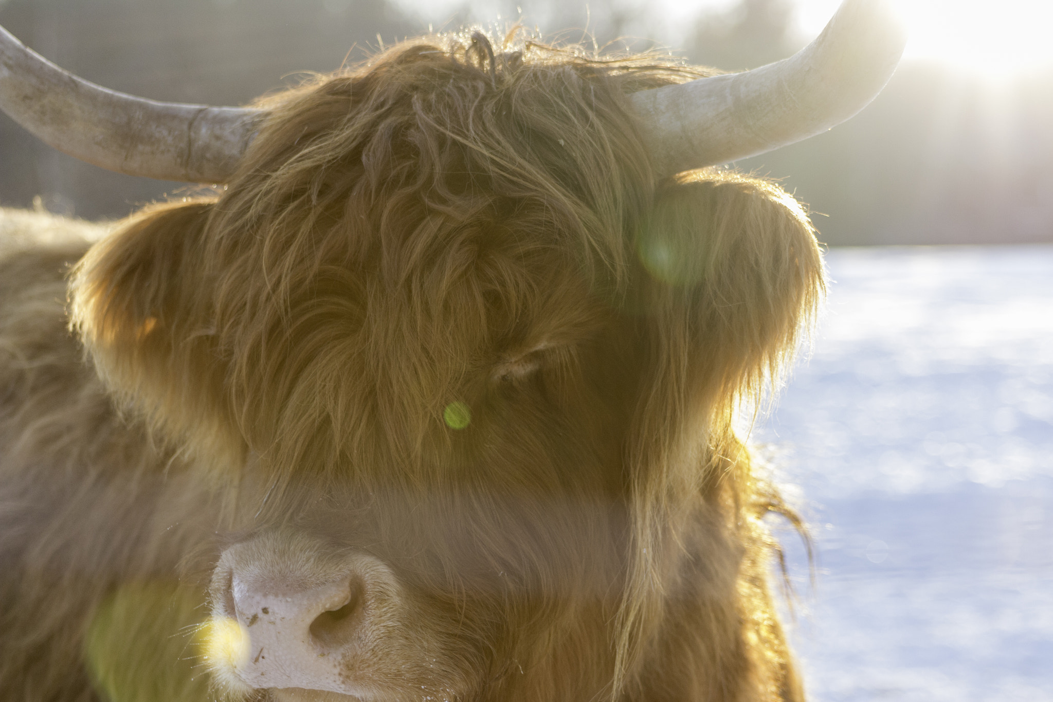 Canon EOS 70D + EF75-300mm f/4-5.6 sample photo. Highland portrait photography