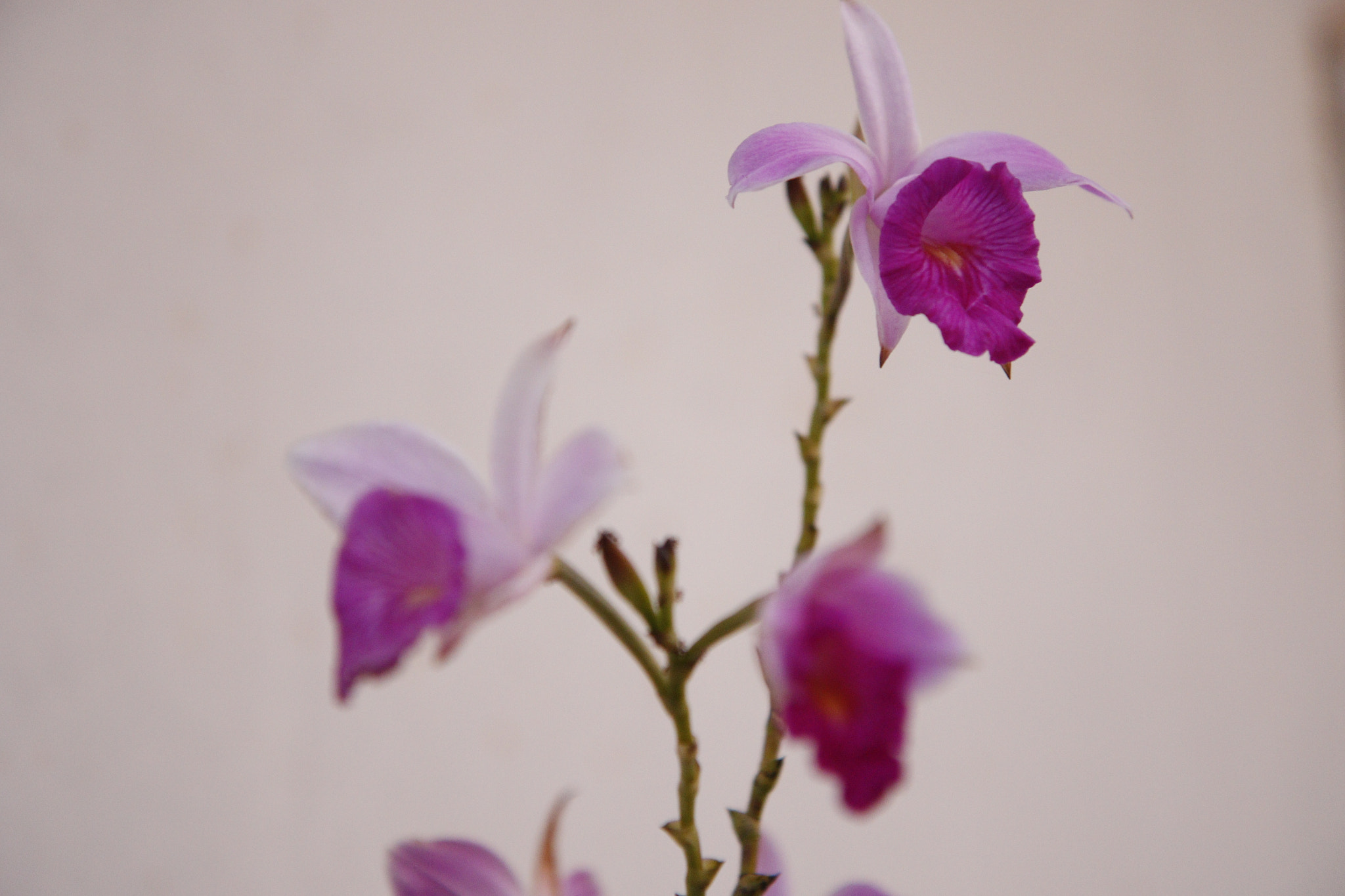 Canon EF-S 17-55mm F2.8 IS USM sample photo. Rsj photography