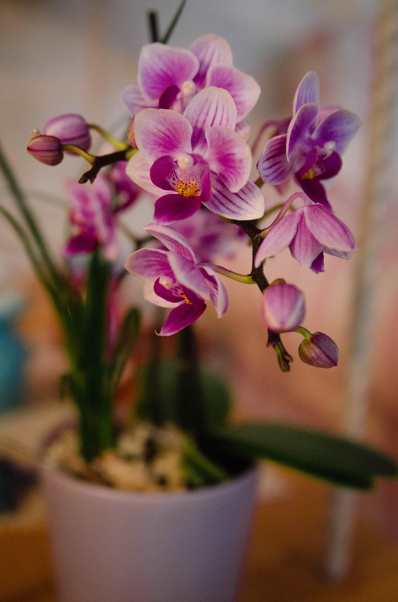 Nikon D7000 + Nikon AF Nikkor 24-85mm F2.8-4D IF sample photo. Small orchid photography