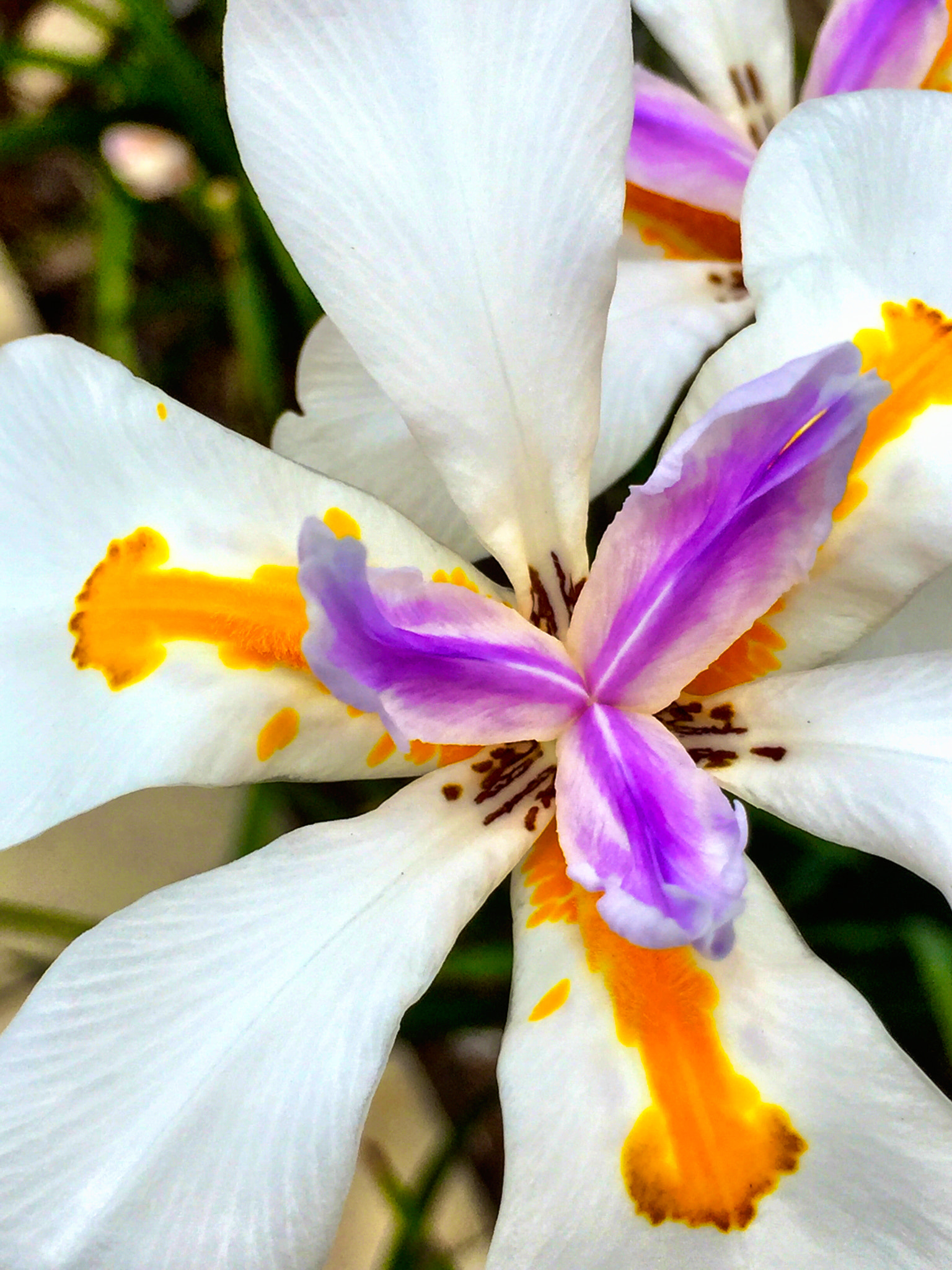 Apple iPhone7,2 sample photo