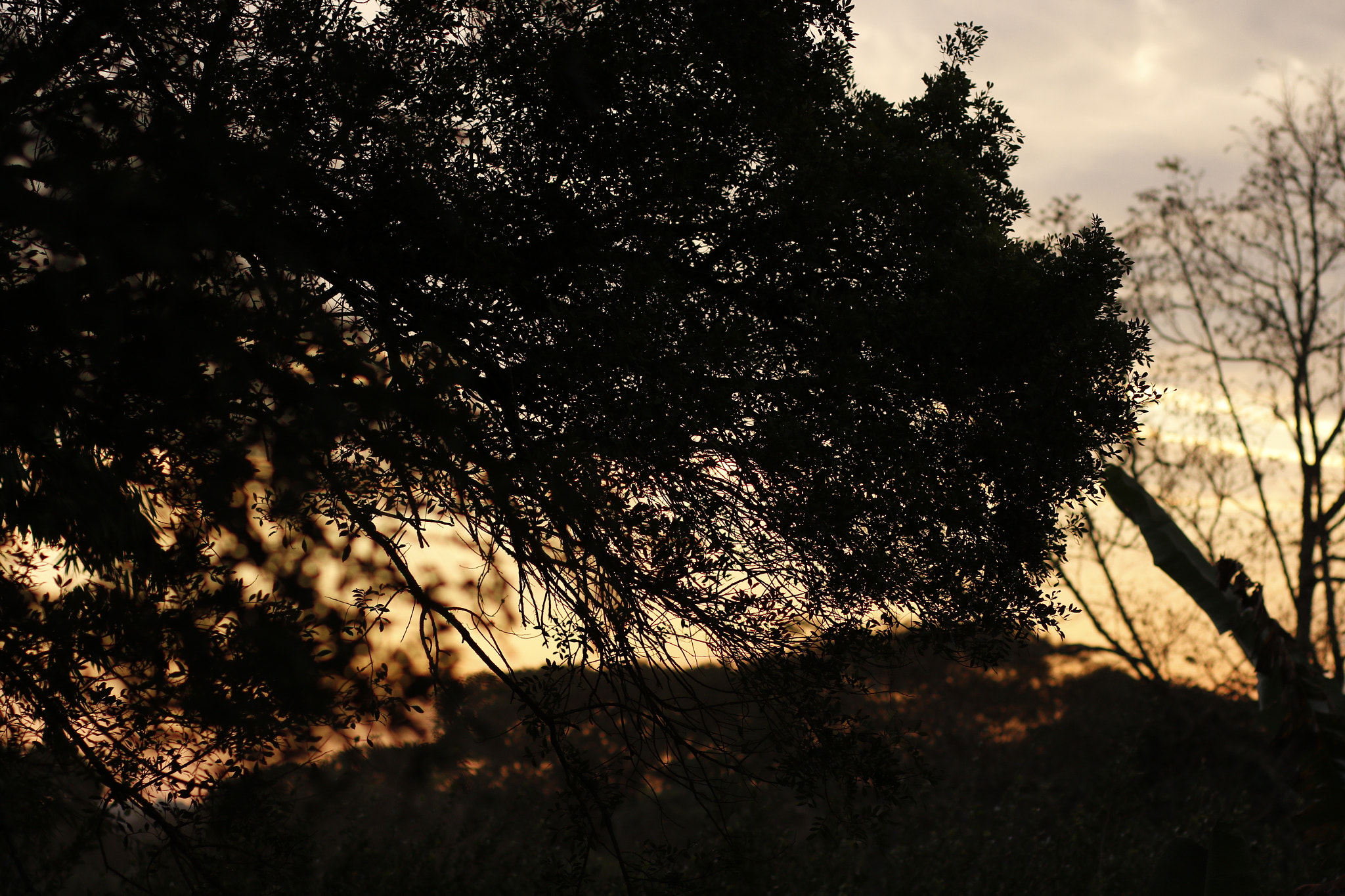 Canon EF 85mm F1.8 USM sample photo. Rsj photography