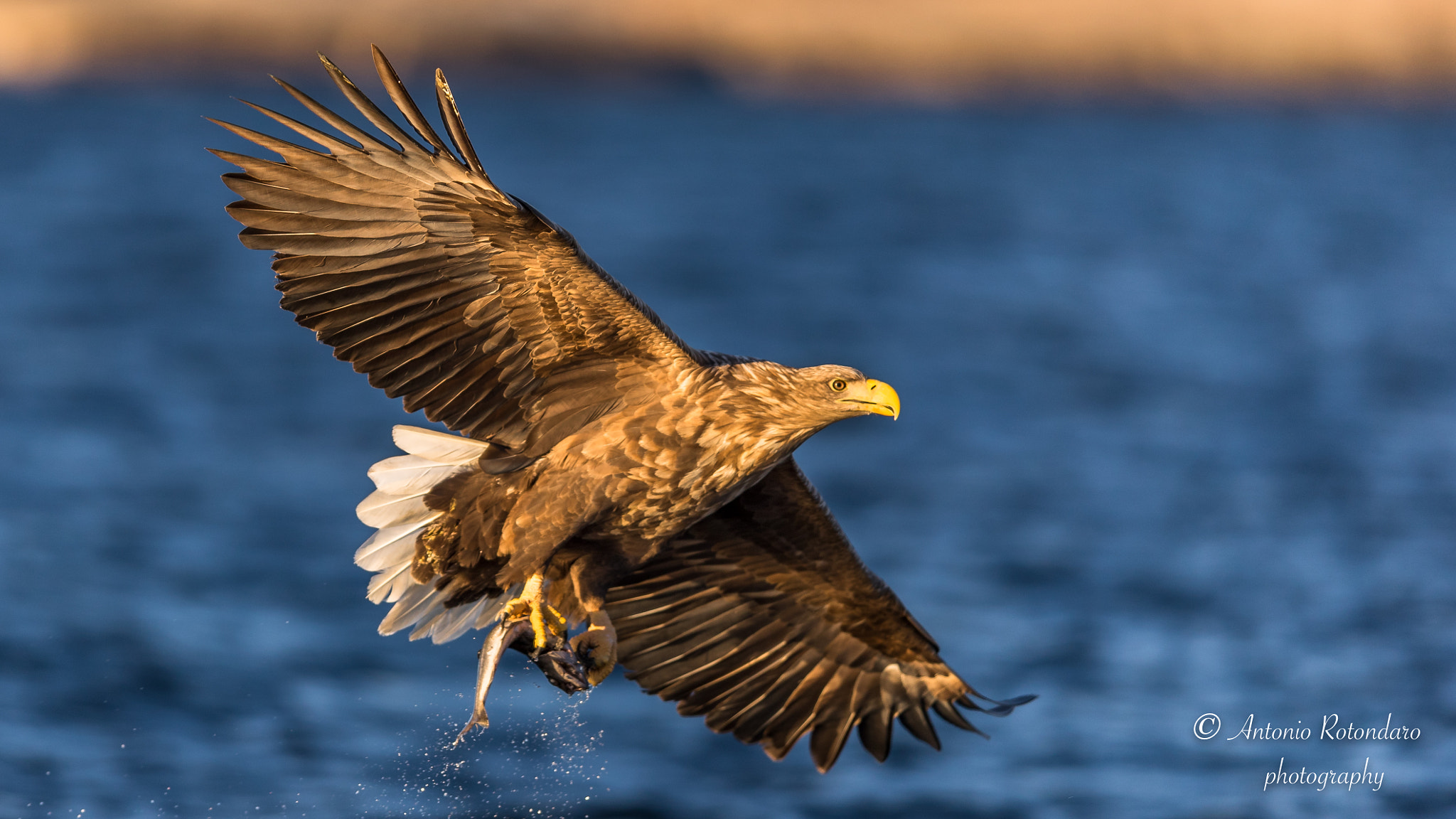 Canon EF 400mm F2.8L IS II USM sample photo. Aquila marina  photography
