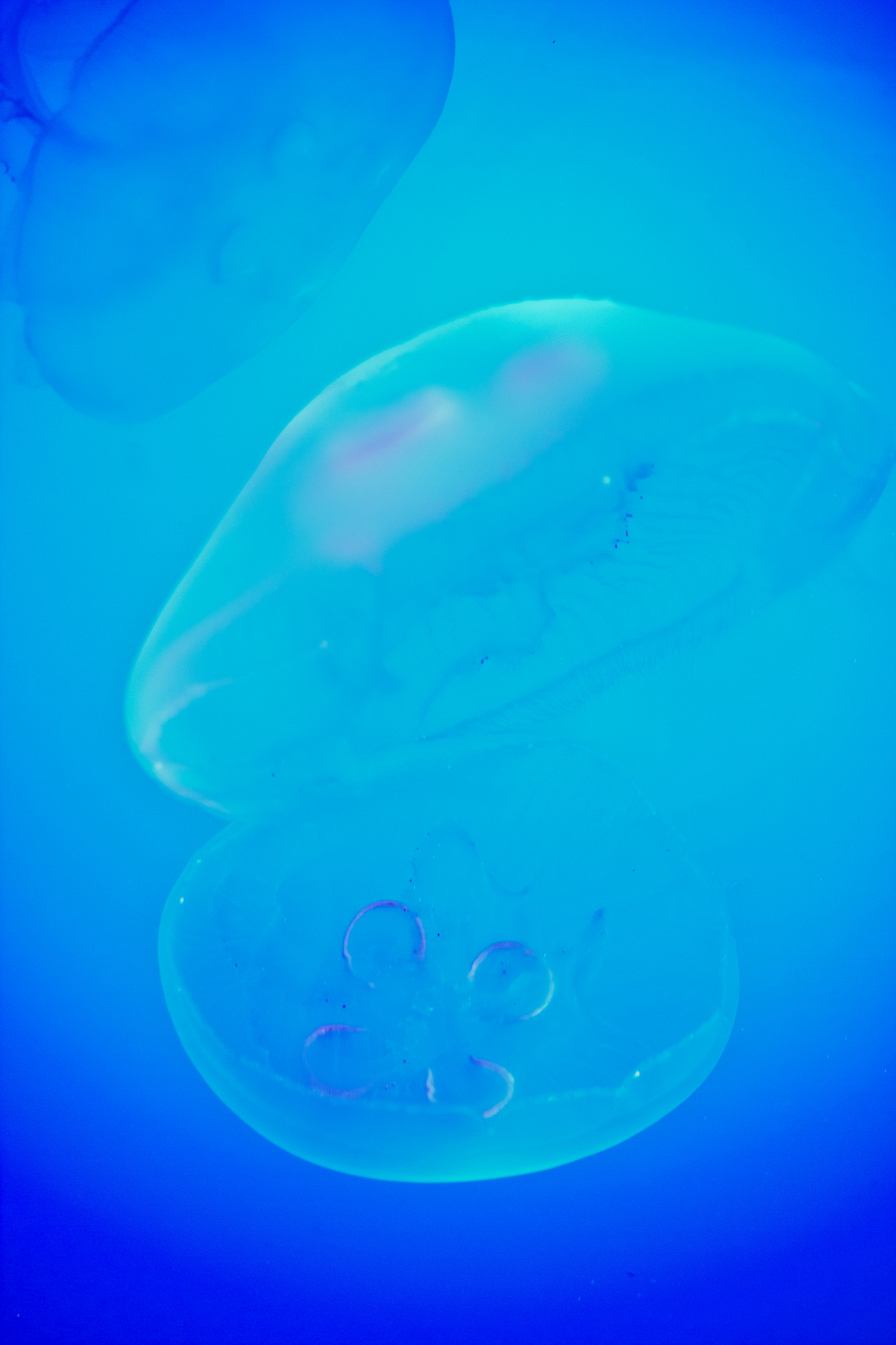 Canon EF-S 55-250mm F4-5.6 IS sample photo. Brainless, boneless and heartless photography